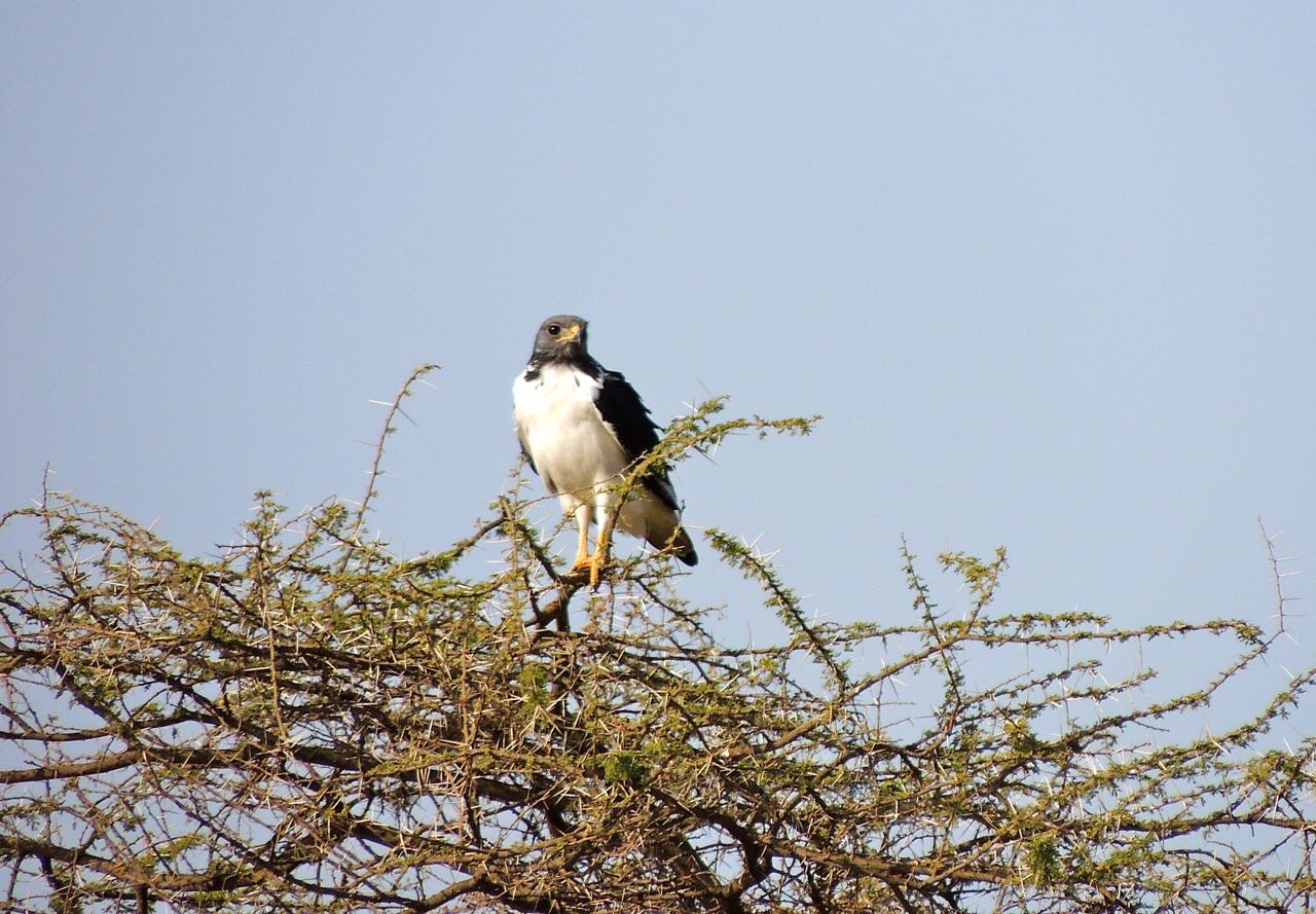 Augur Buzzard