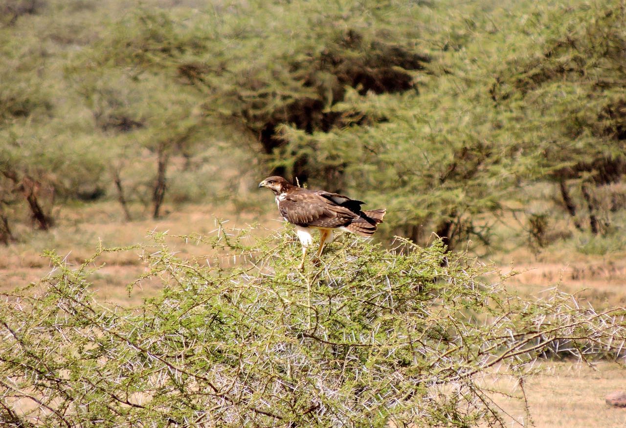 Augur Buzzard