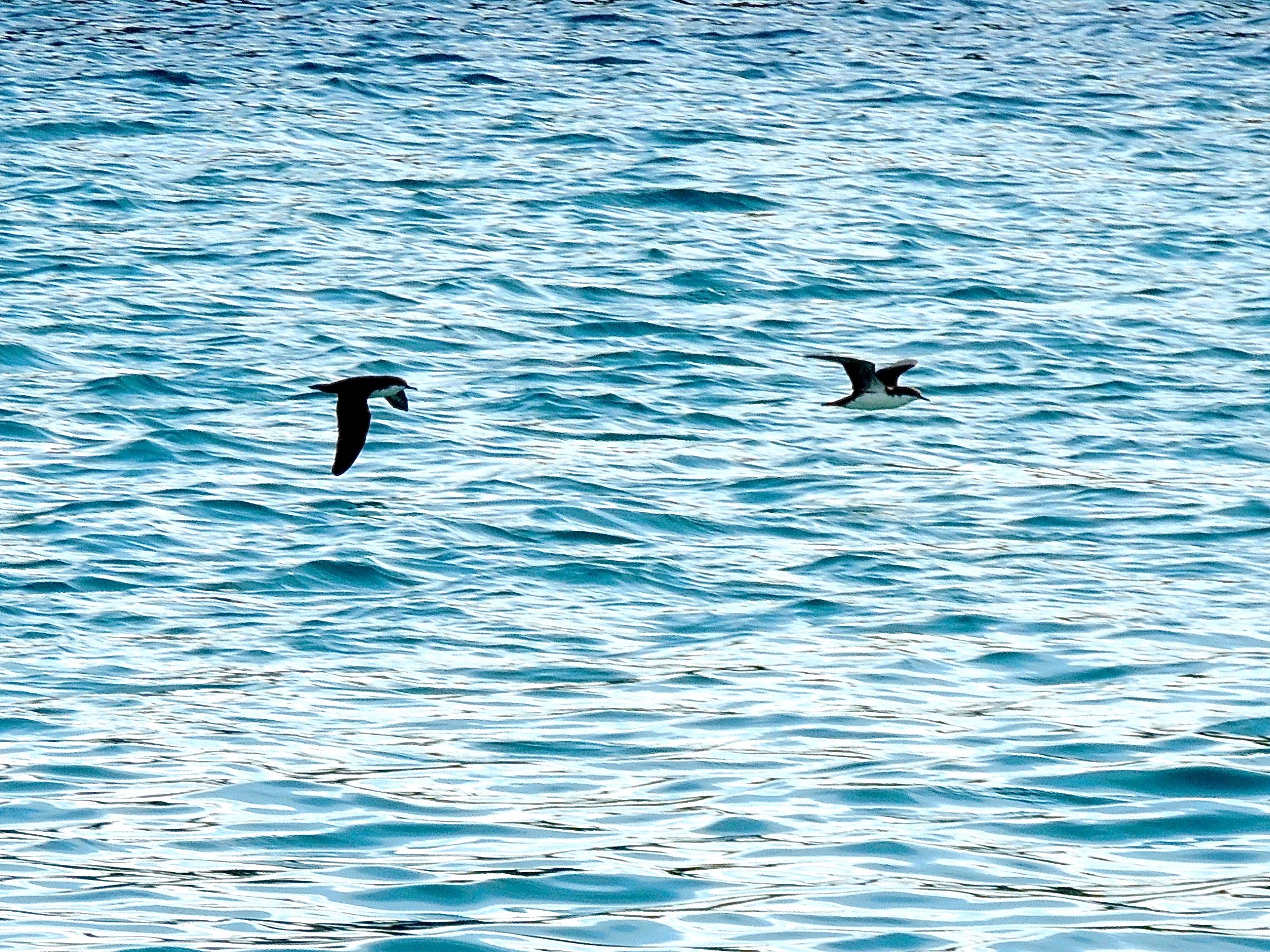 Audubon's Shearwaters