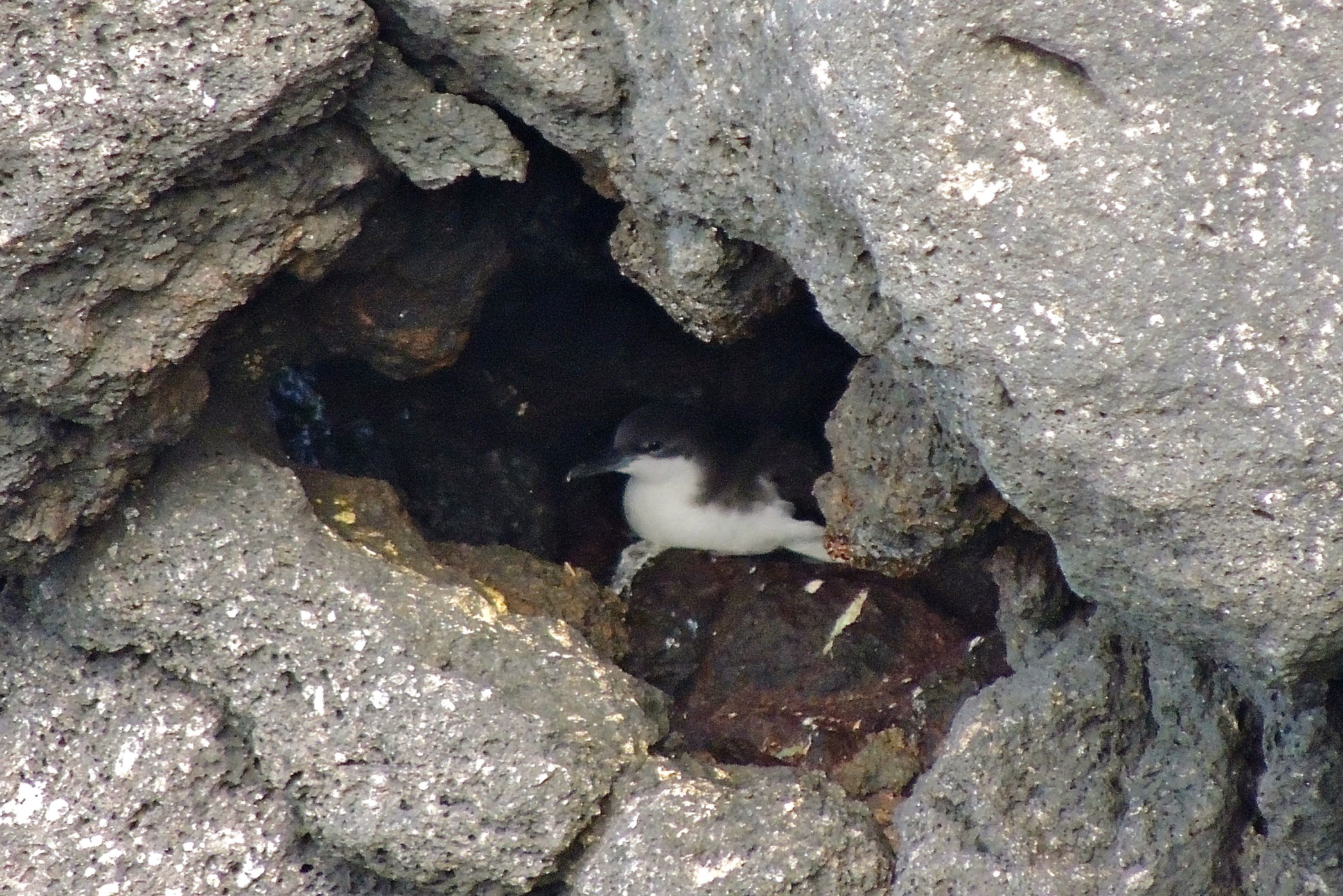 Audubon's Shearwater