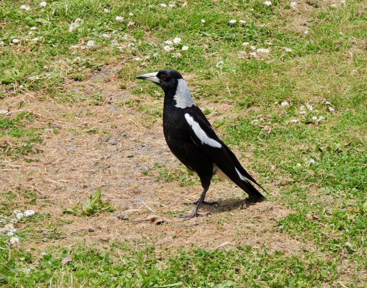 Australian Magpie