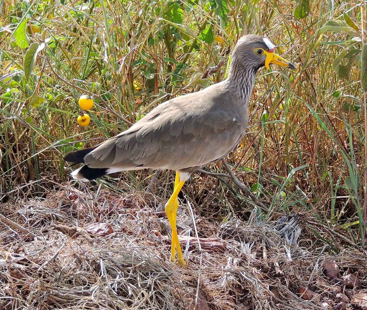 African Wattled Lapwing