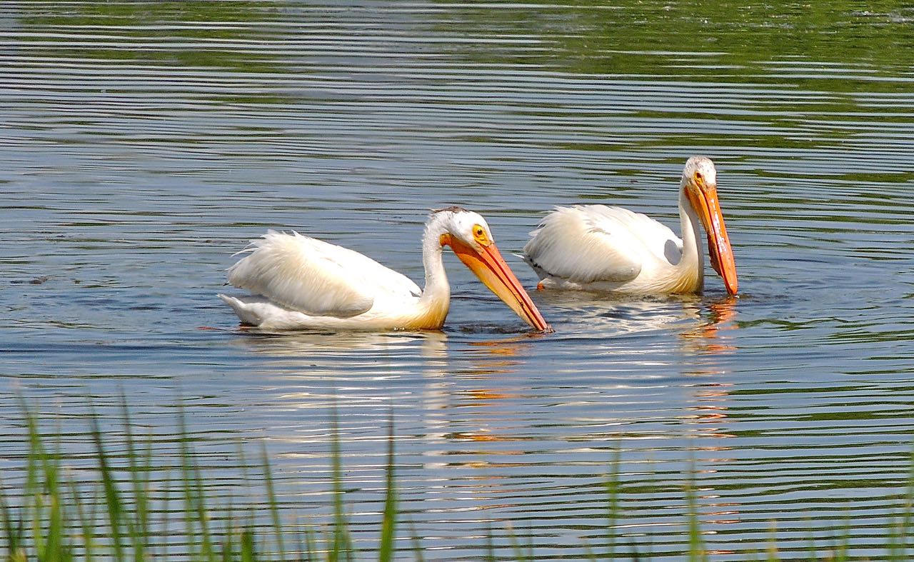 American White Pelicans