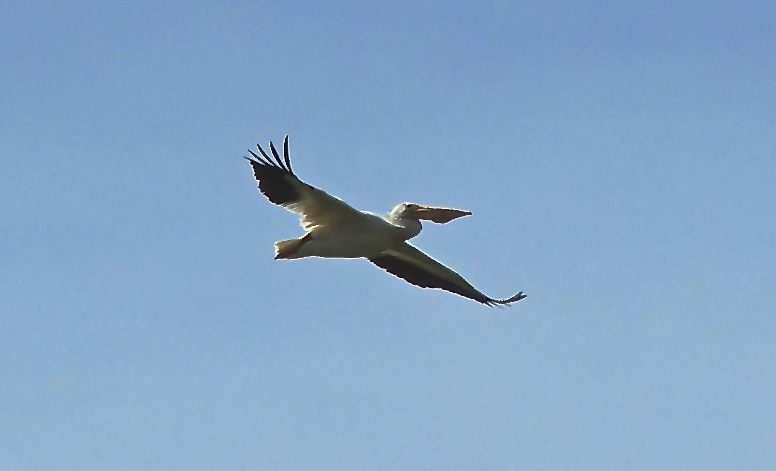 American White Pelican