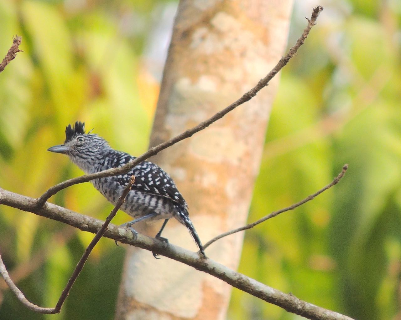 Barred Antshrike