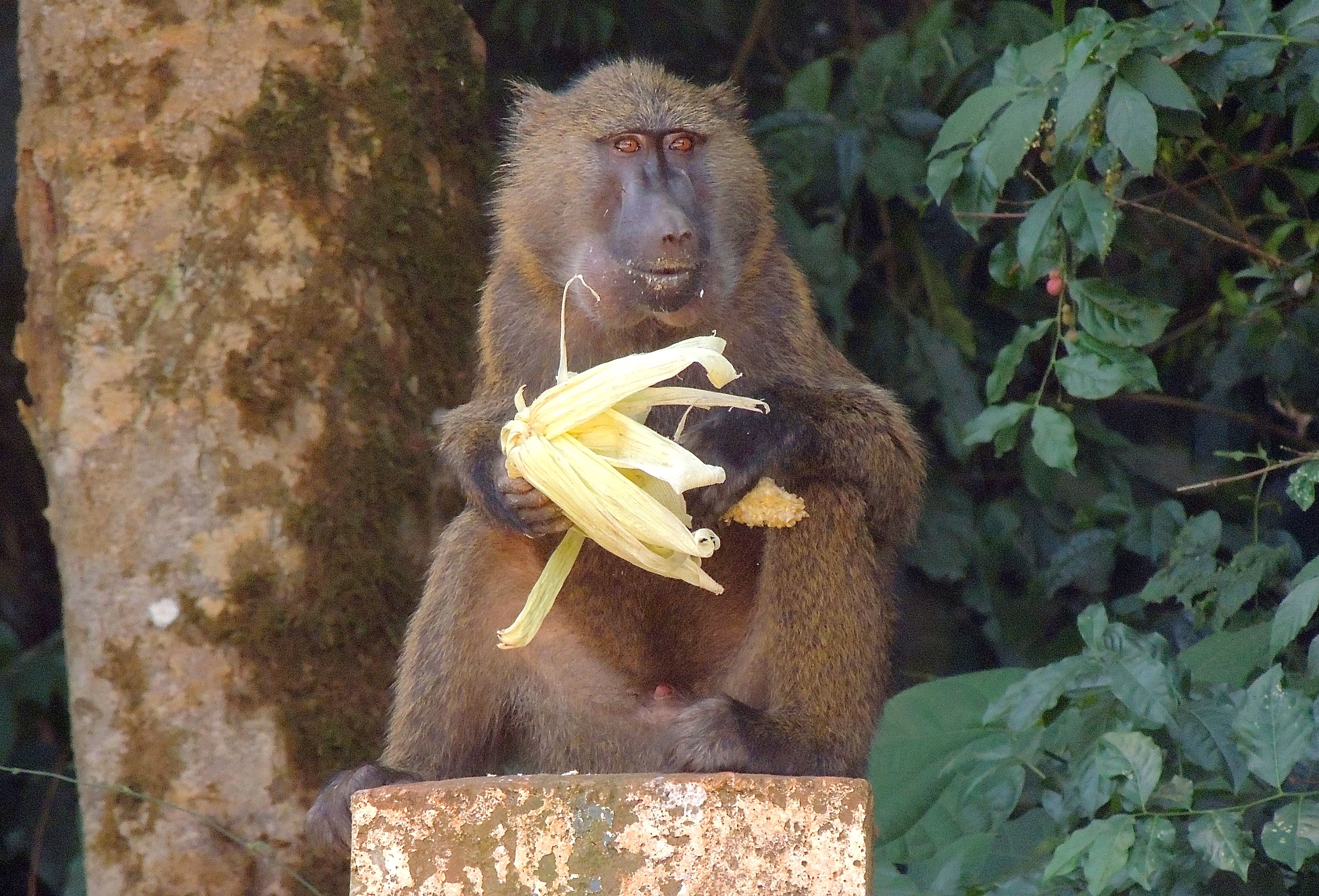 Olive Baboon