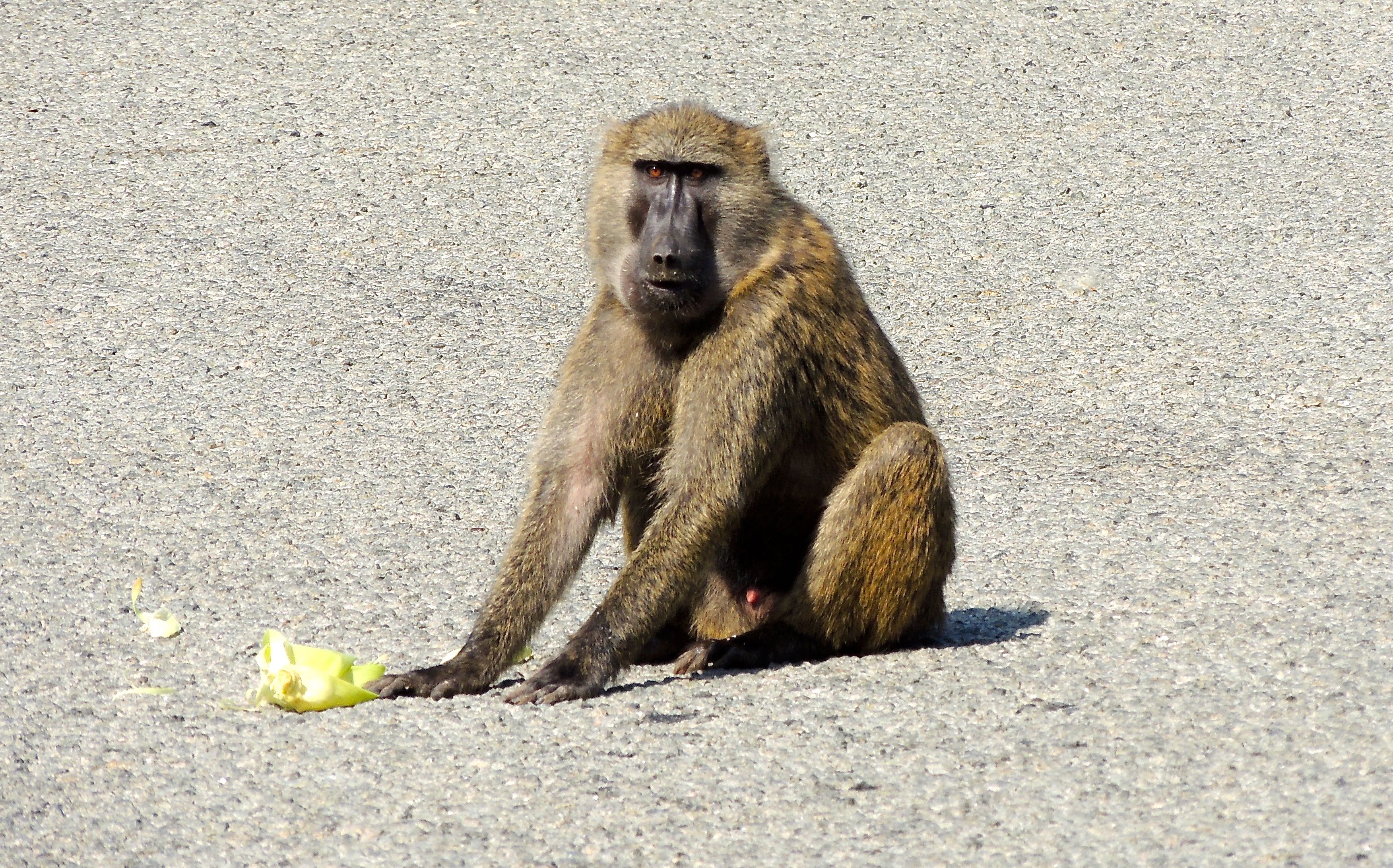 Olive Baboon