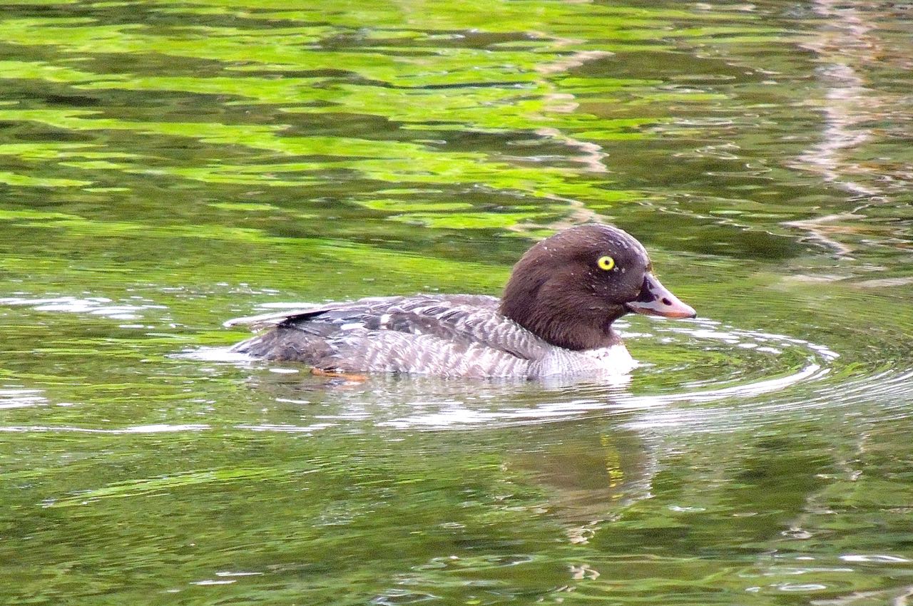 Barrow's Goldeneye