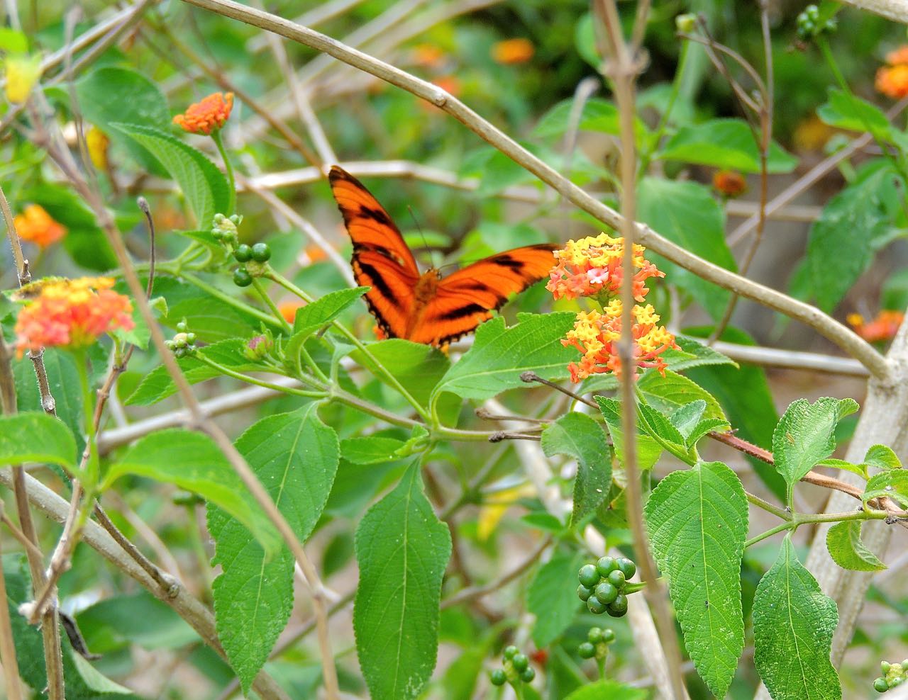 Banded Longwing