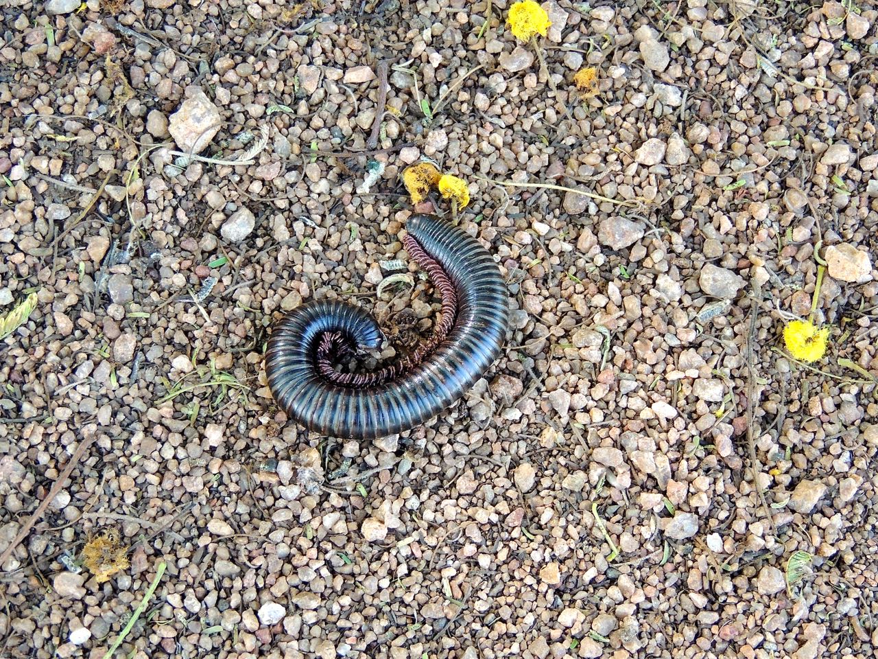 Banded Millipede