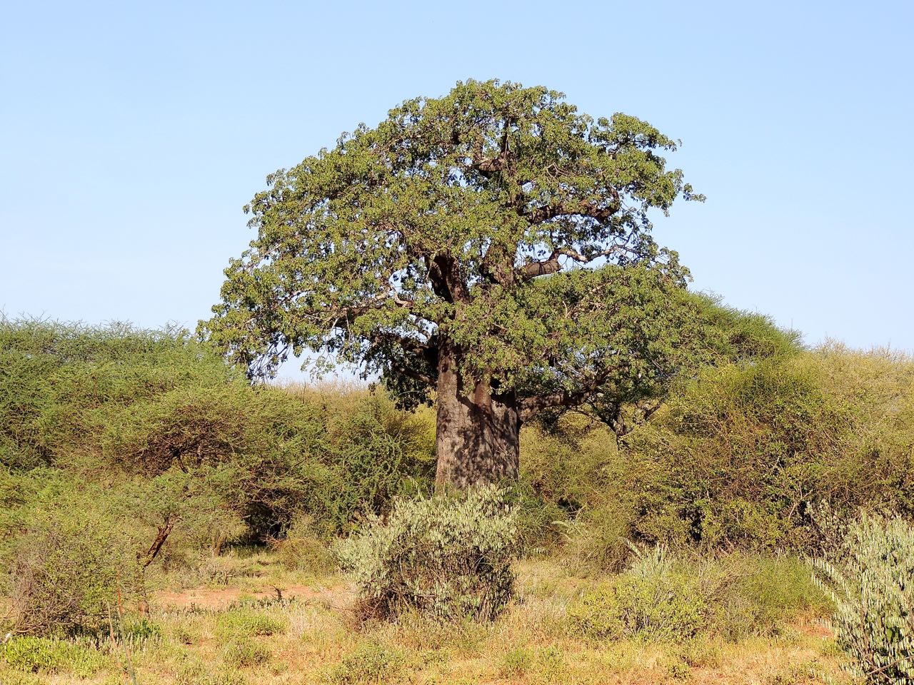 Baobab Tree