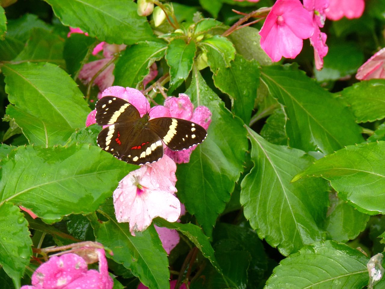 Banded Peacock