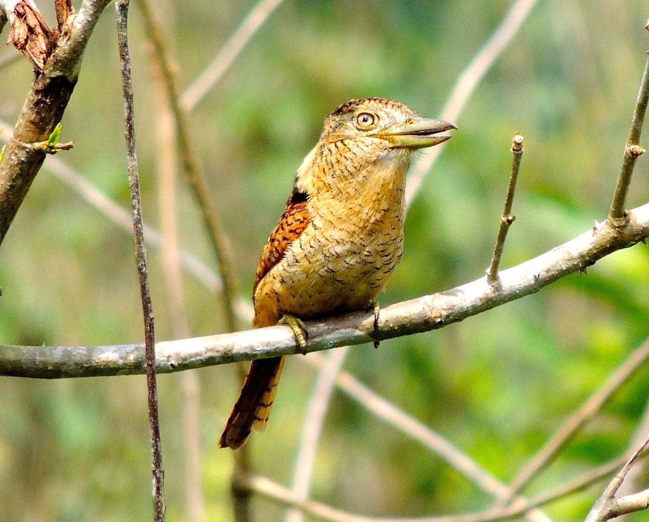 Barred Puffbird