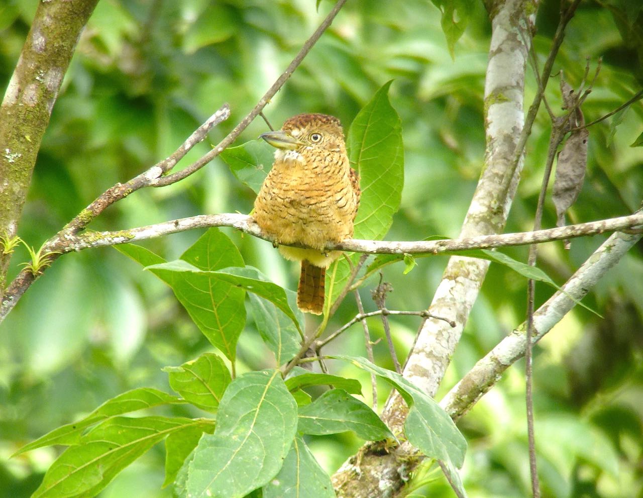 Barred Puffbird