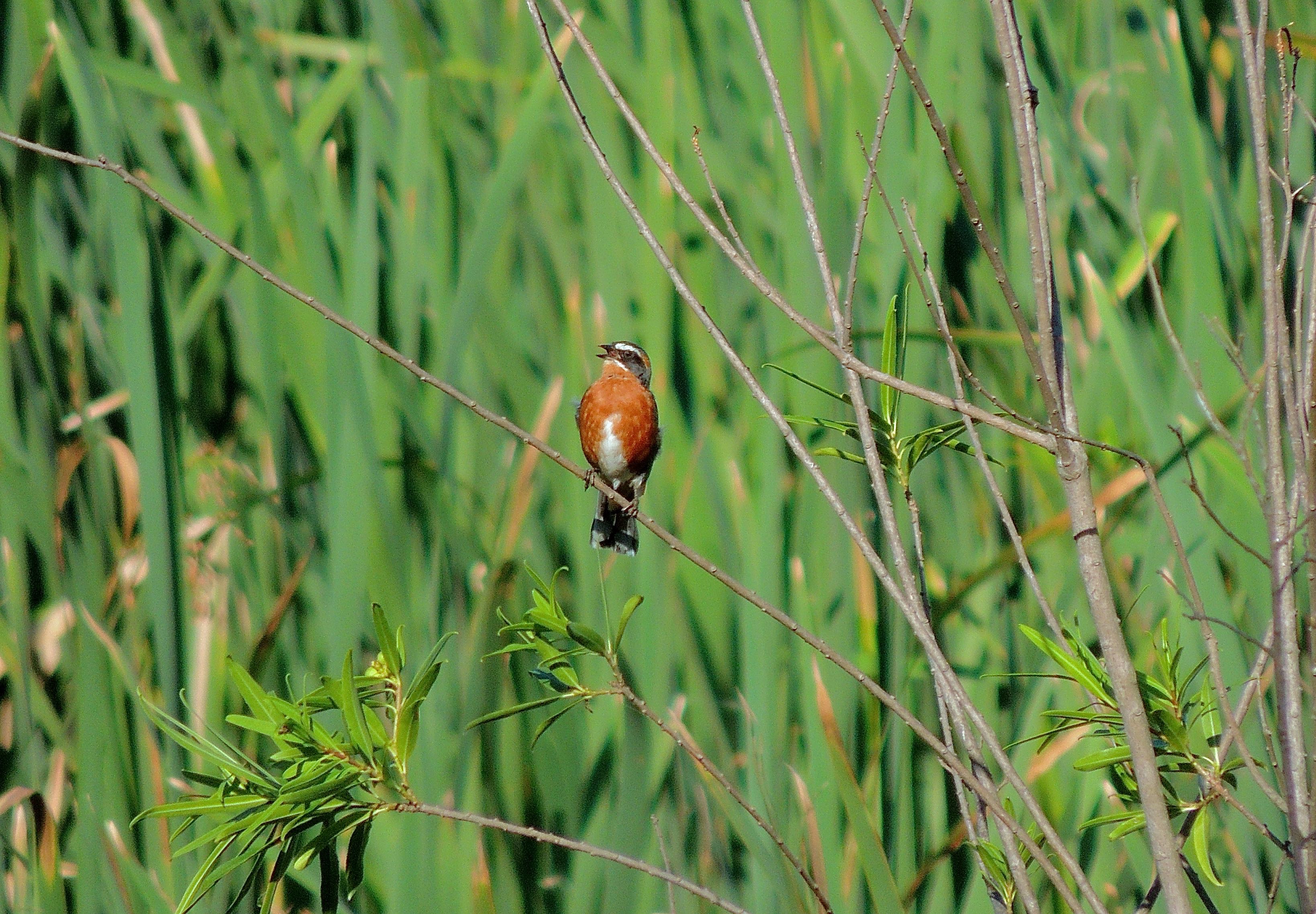 Black-and-rufous Warbling-Finch