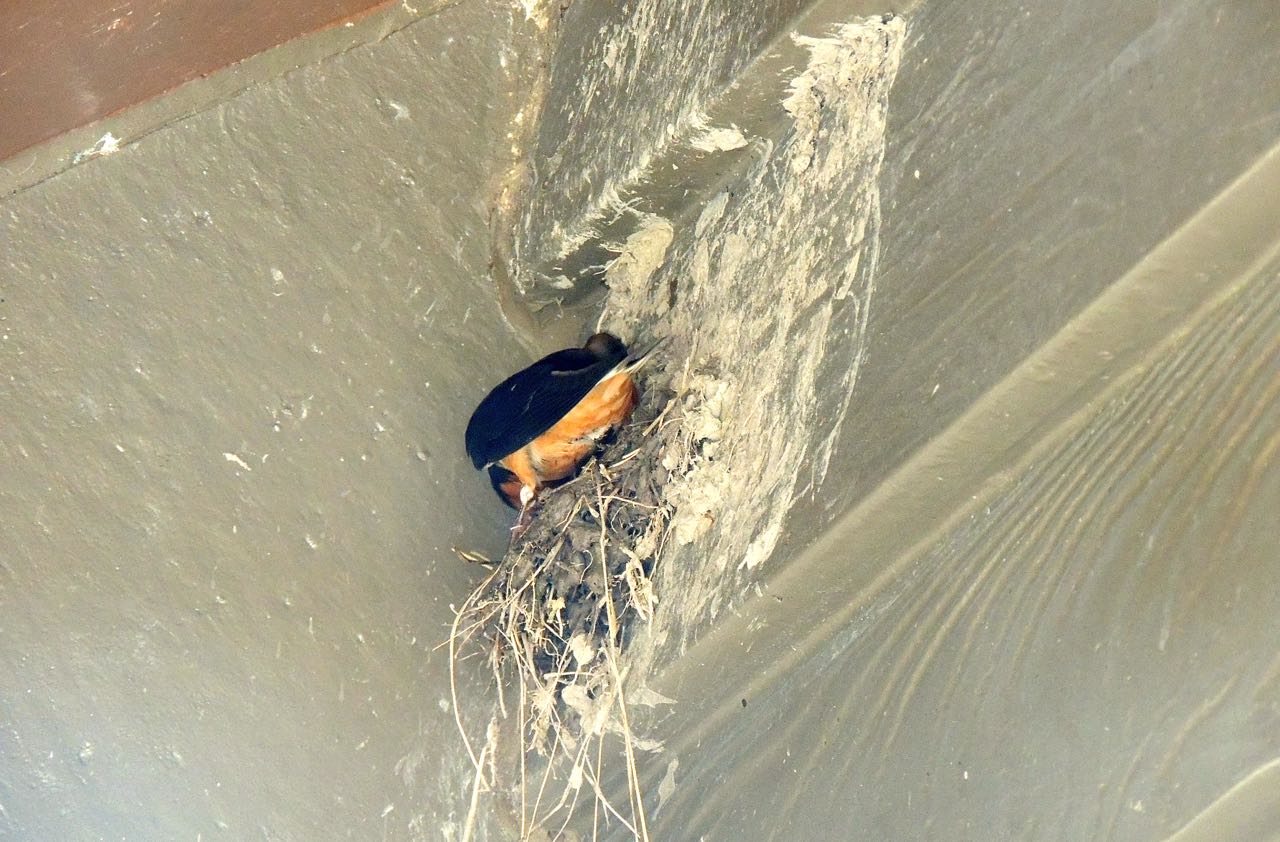 Barn Swallow at Nest