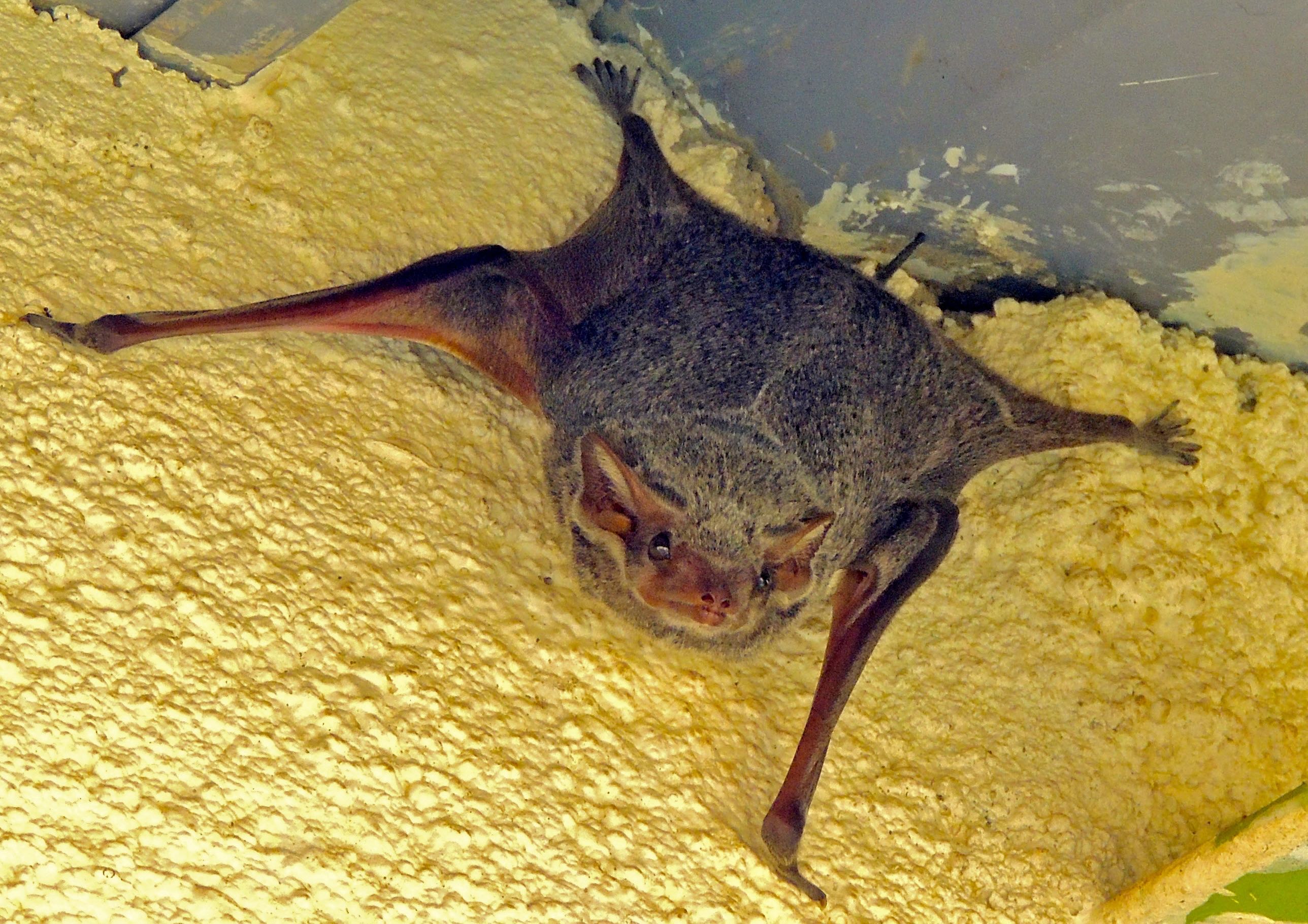 Mauritian Tomb Bat