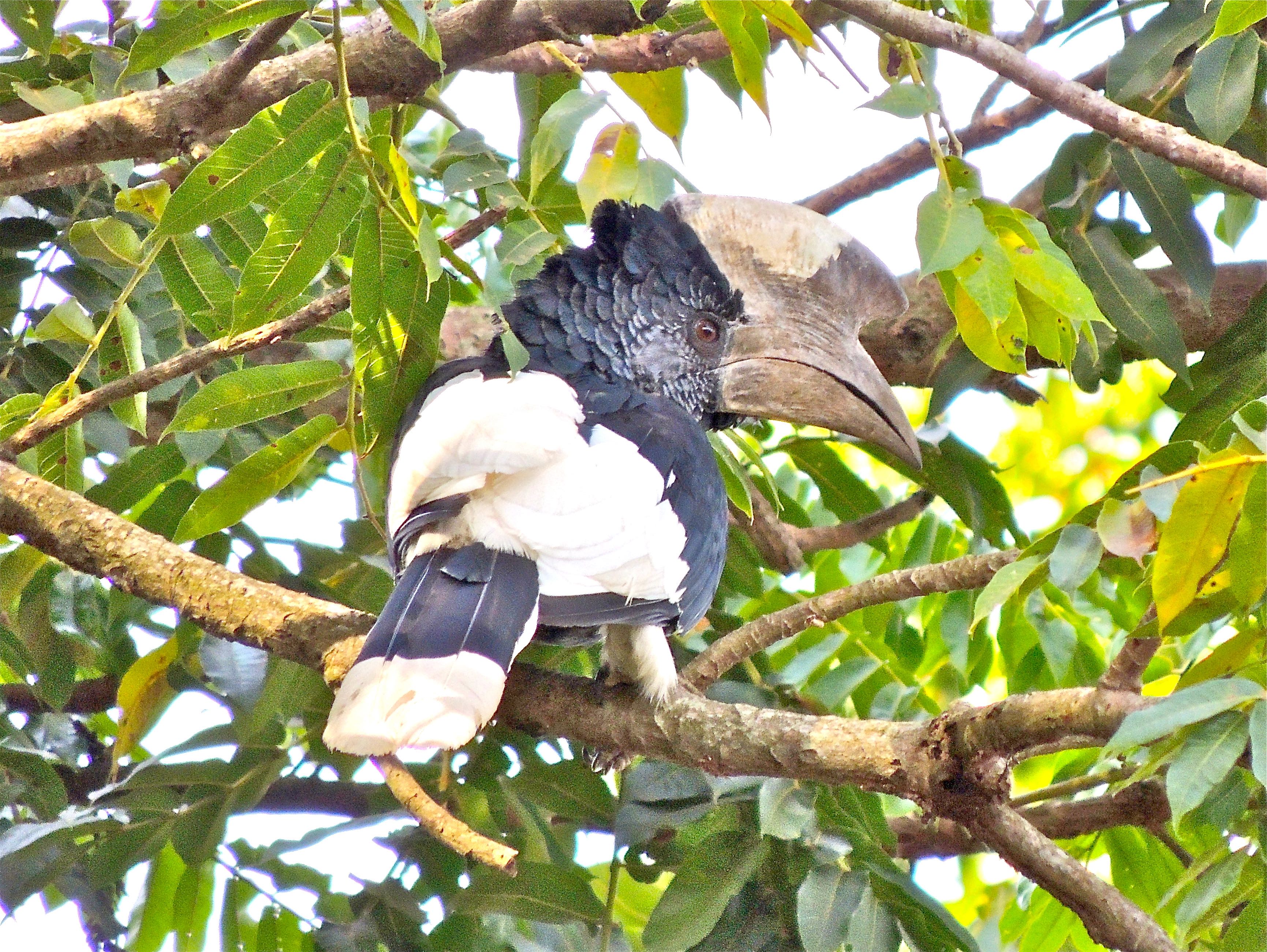 Black-and-white-casqued Hornbill