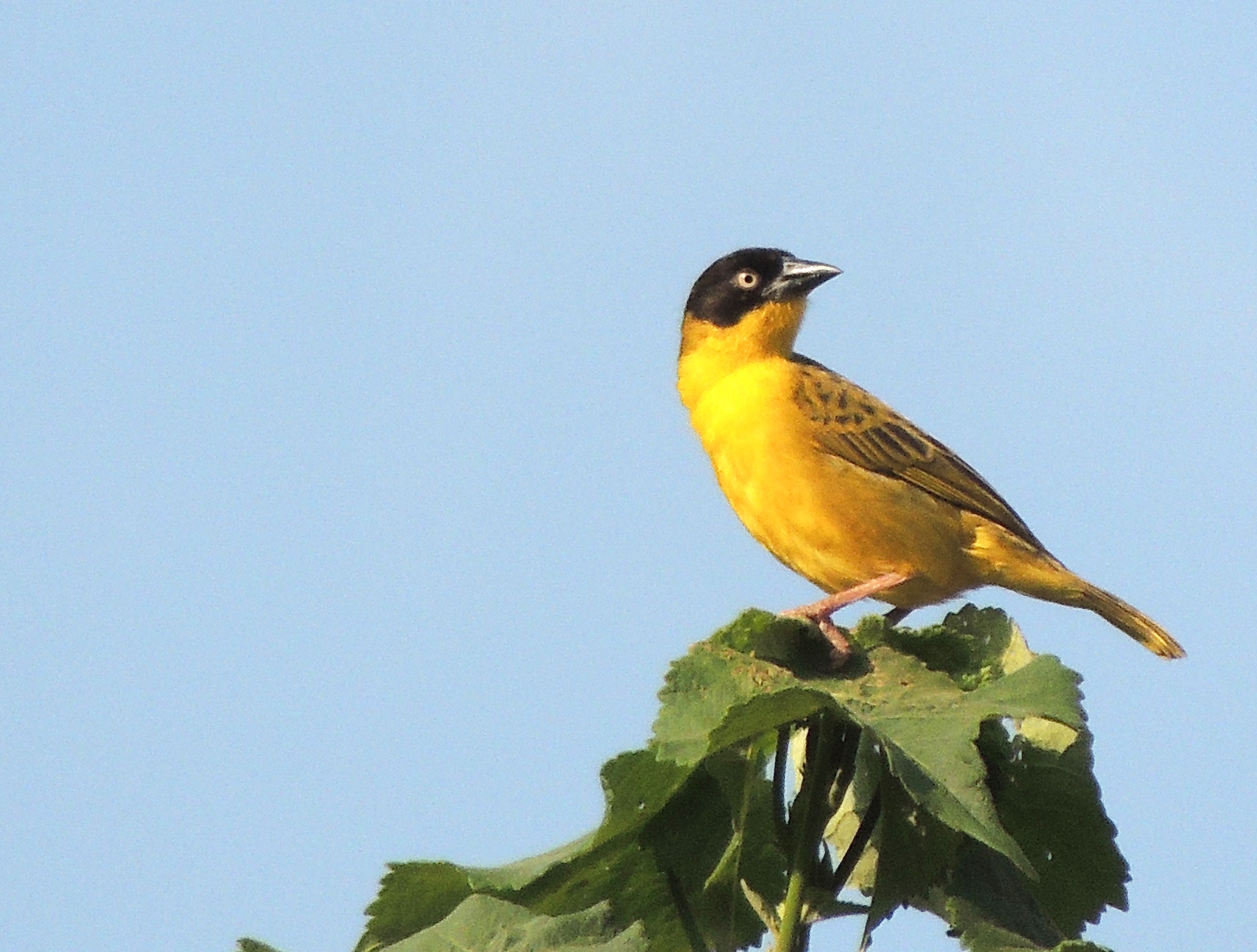 Baglafecht Weaver