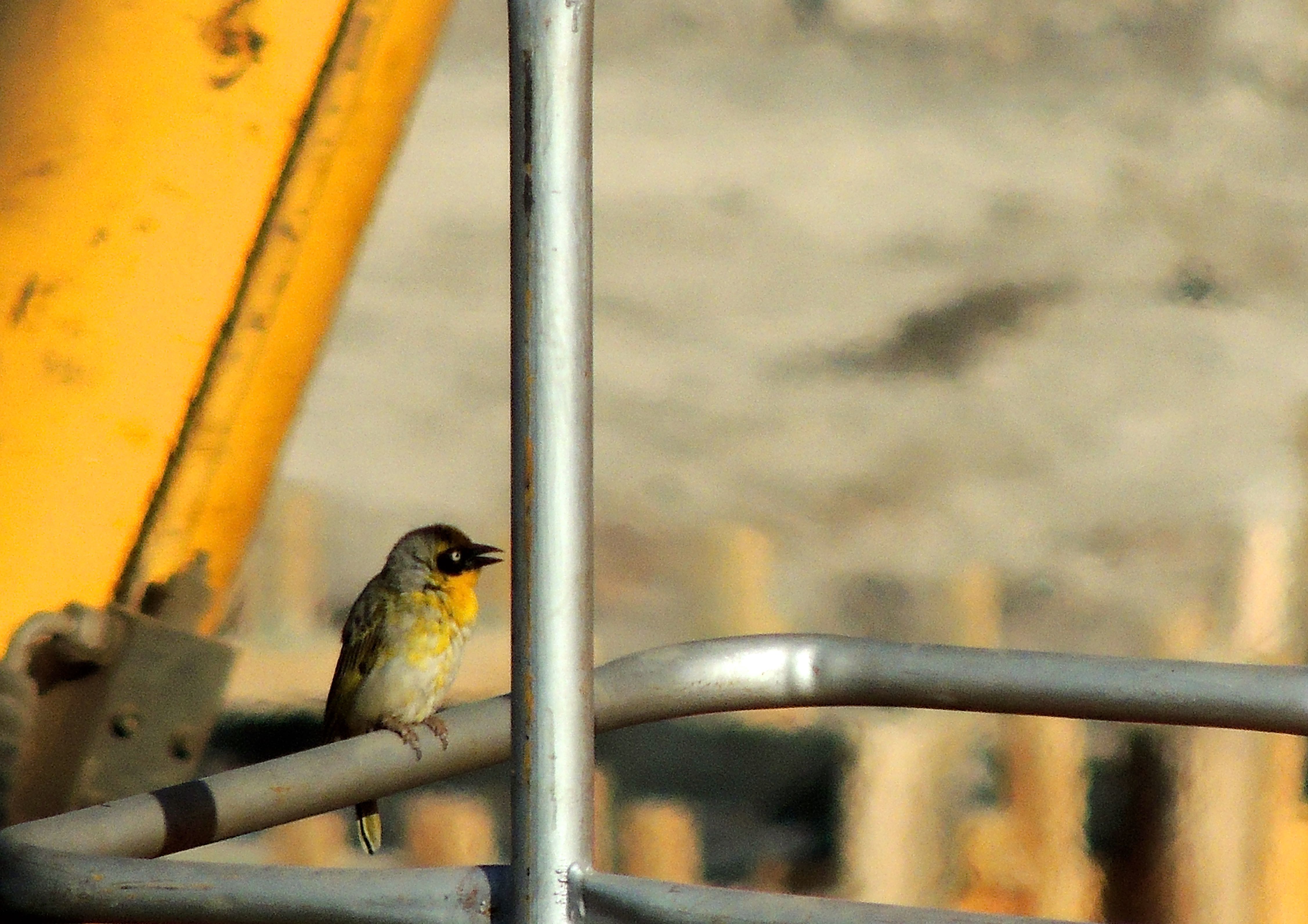 Baglafecht Weaver