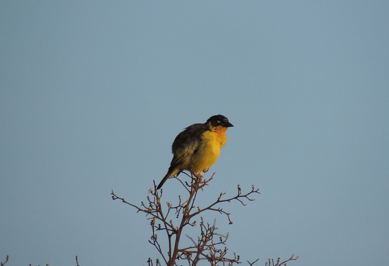 Baglafecht Weaver