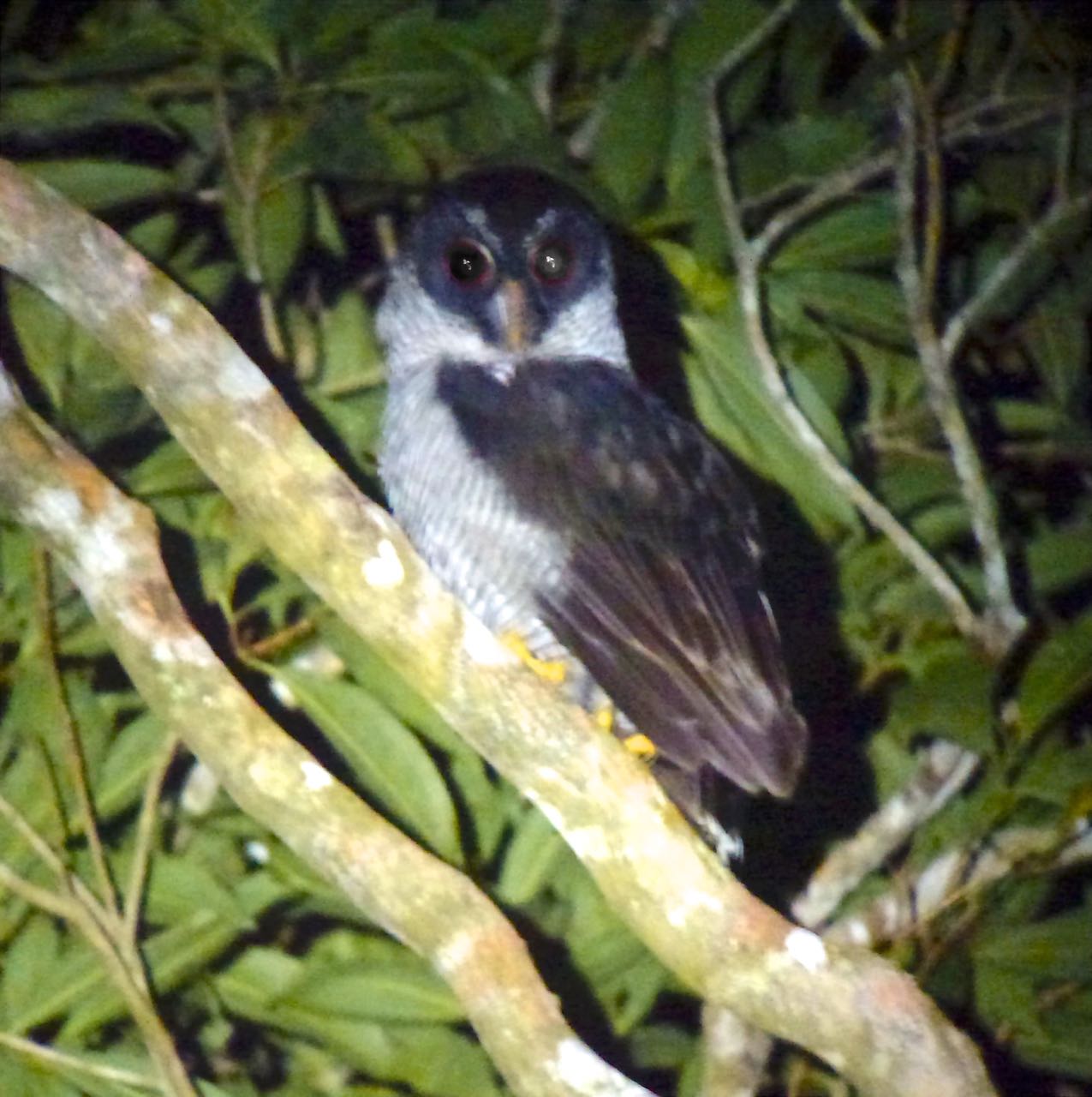 Black-and-white Owl