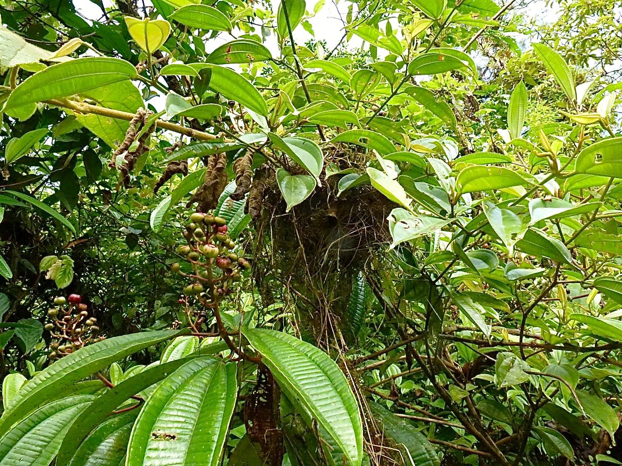 Bay Wren Nest