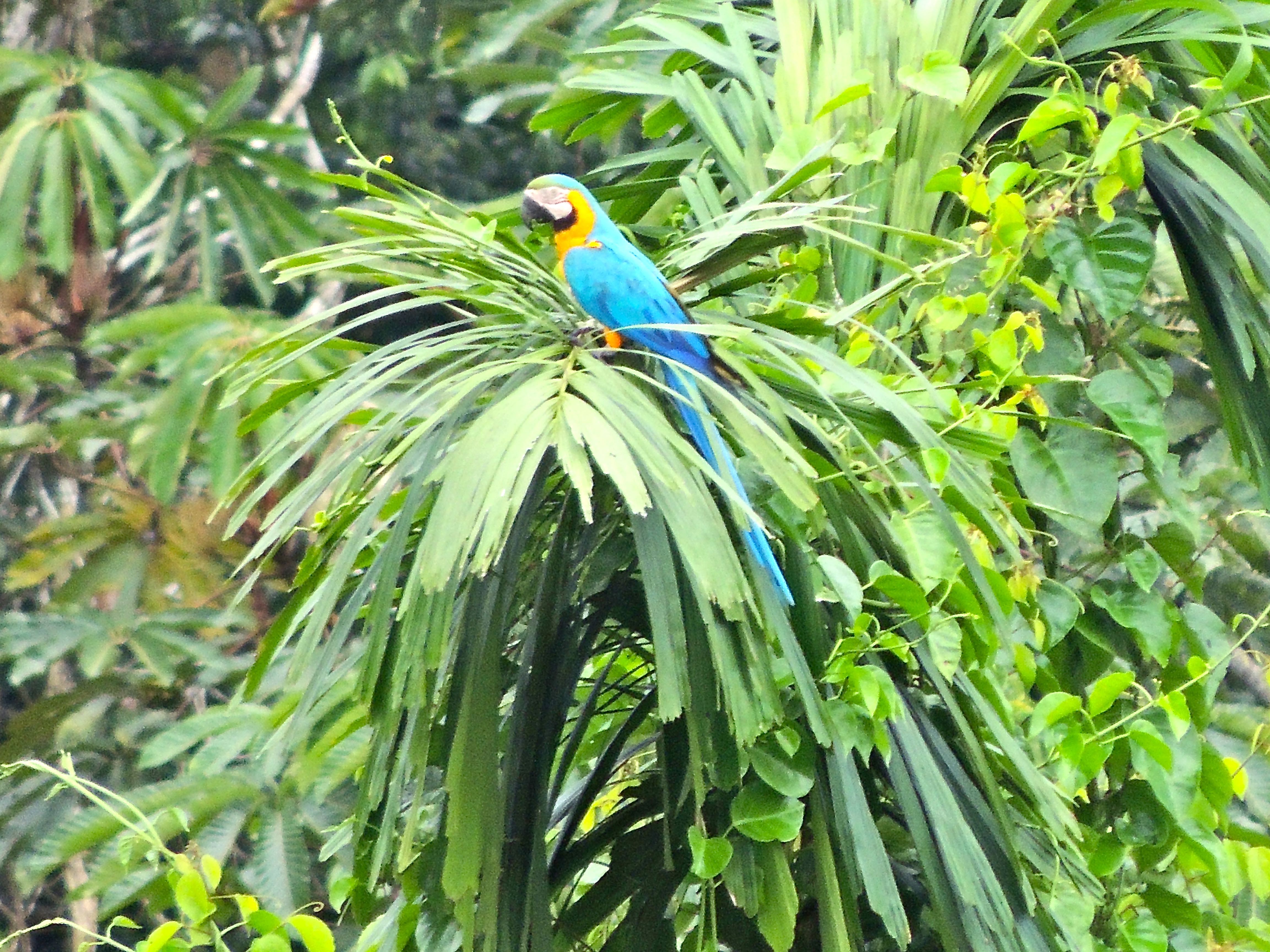 Blue-and-yellow Macaw