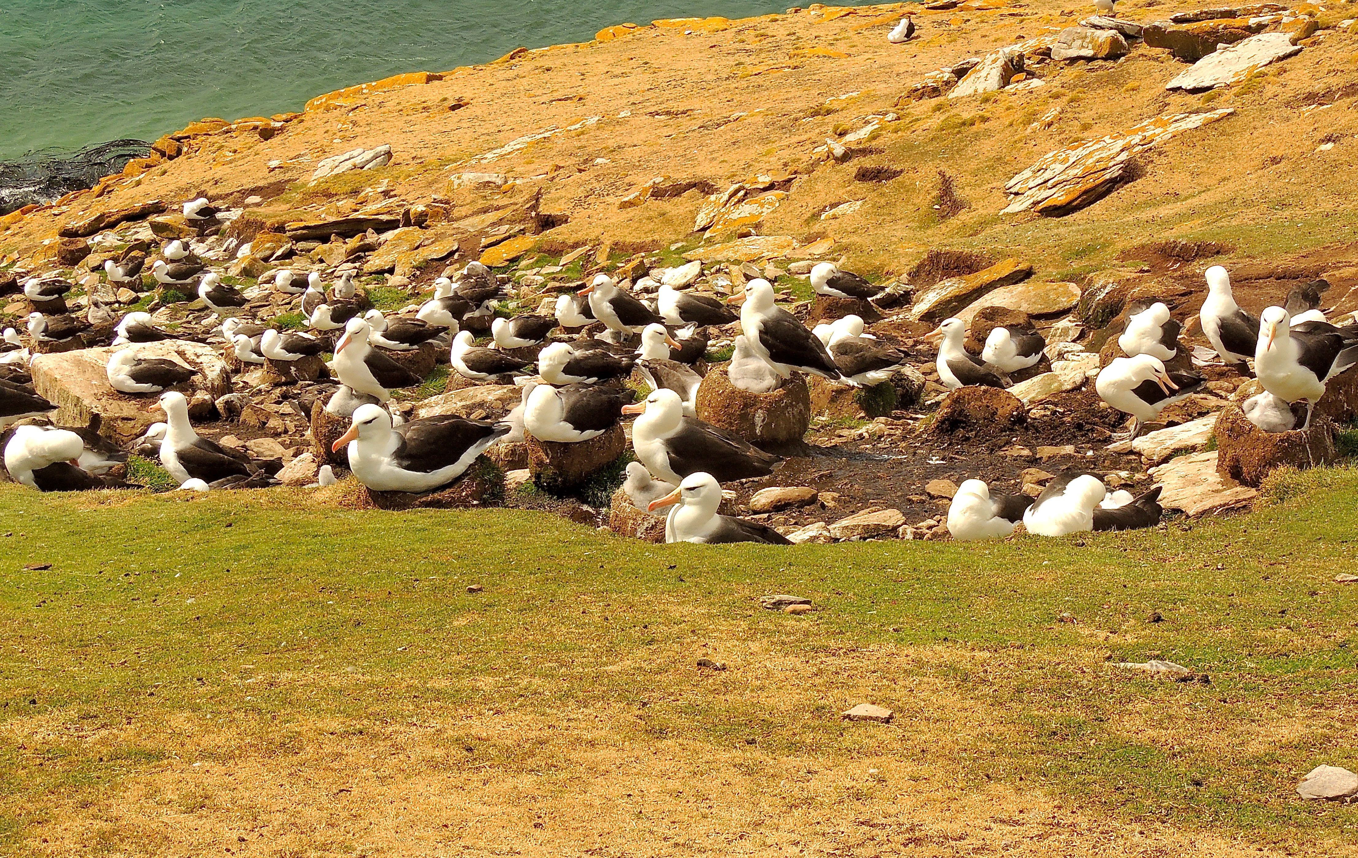 Black-browed Albatrosses