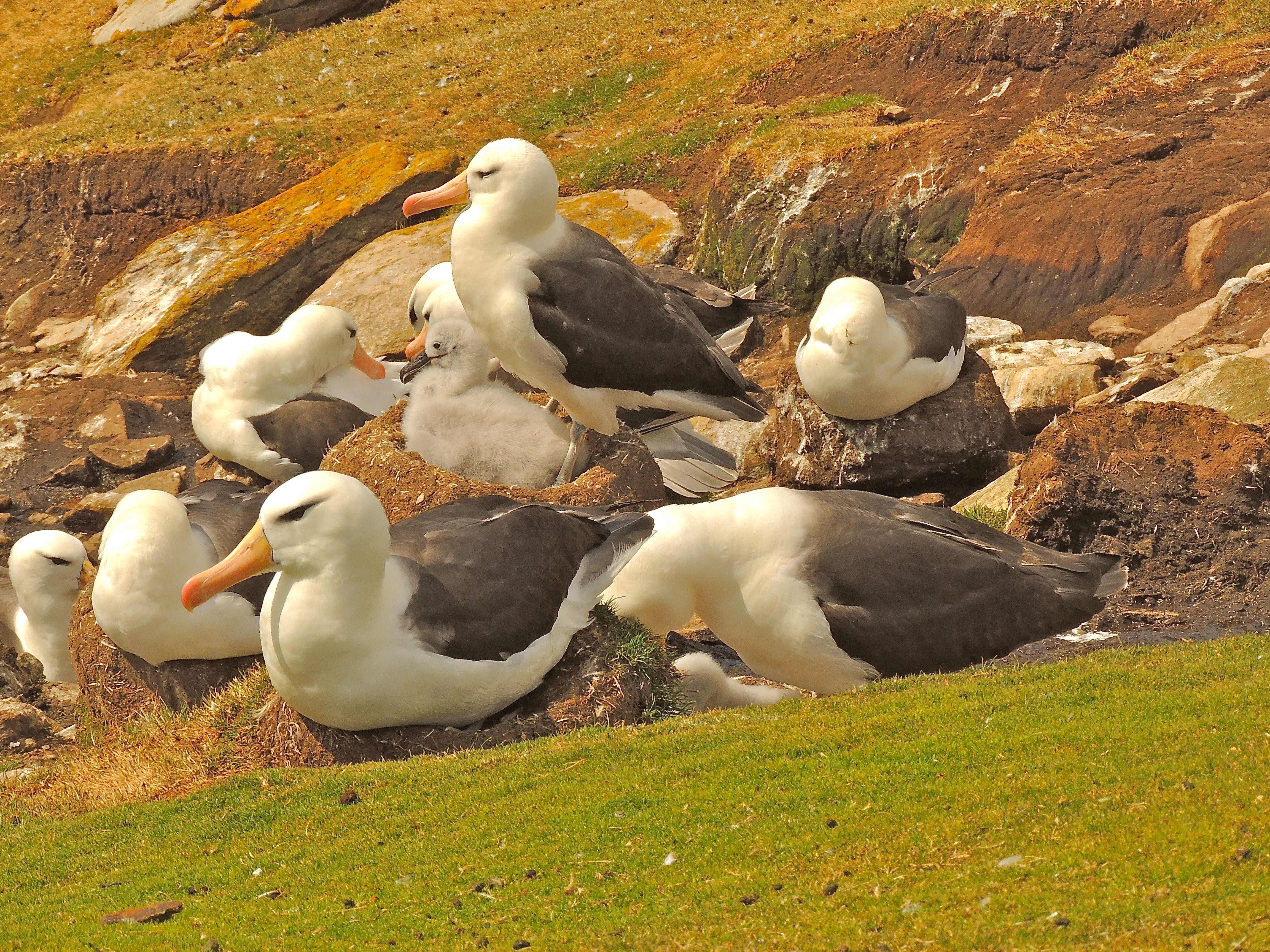 Black-browed Albatrosses