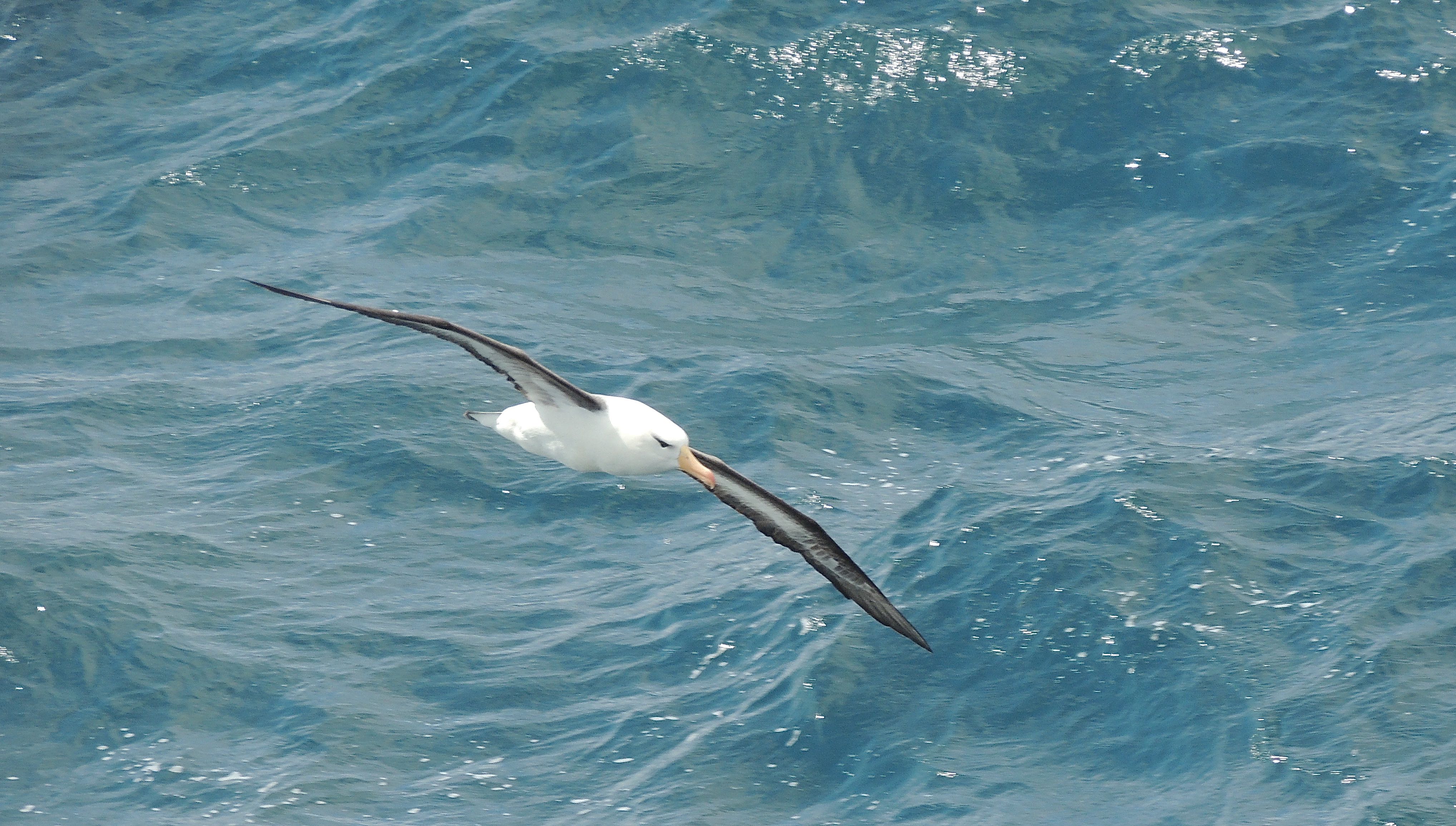 Black-browed Albatross