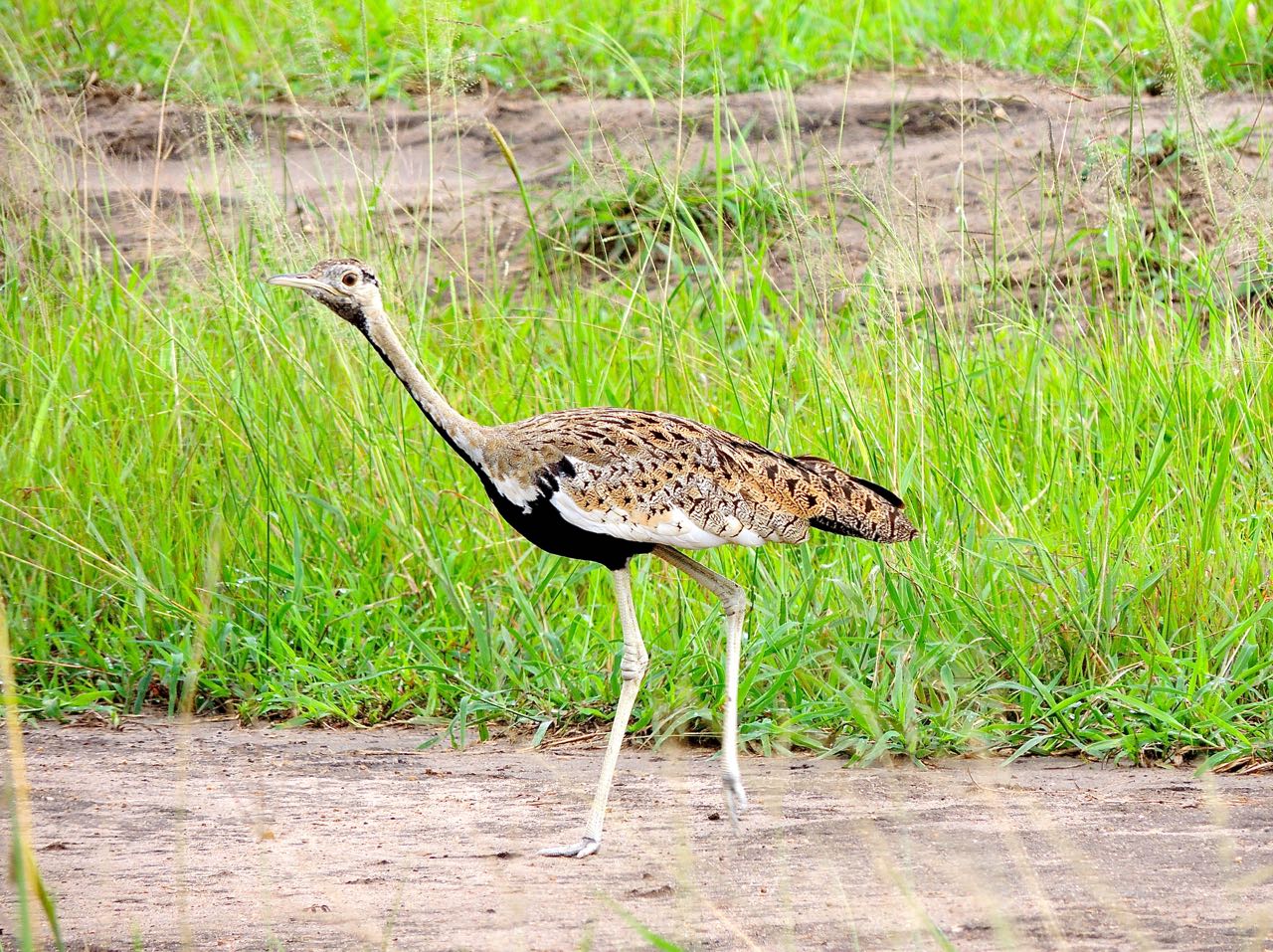 Black-bellied Bustard