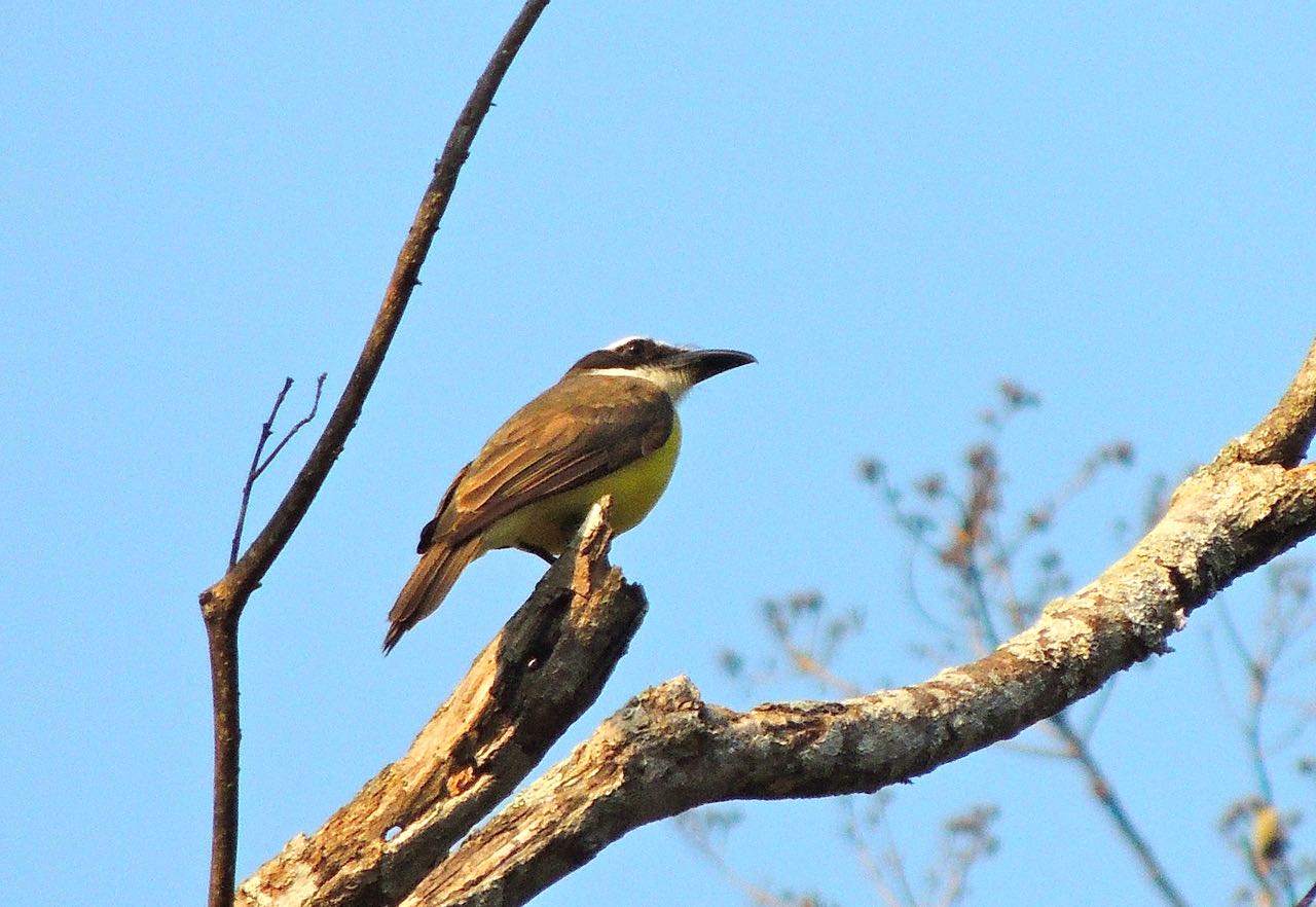 Boat-billed Flycatcher