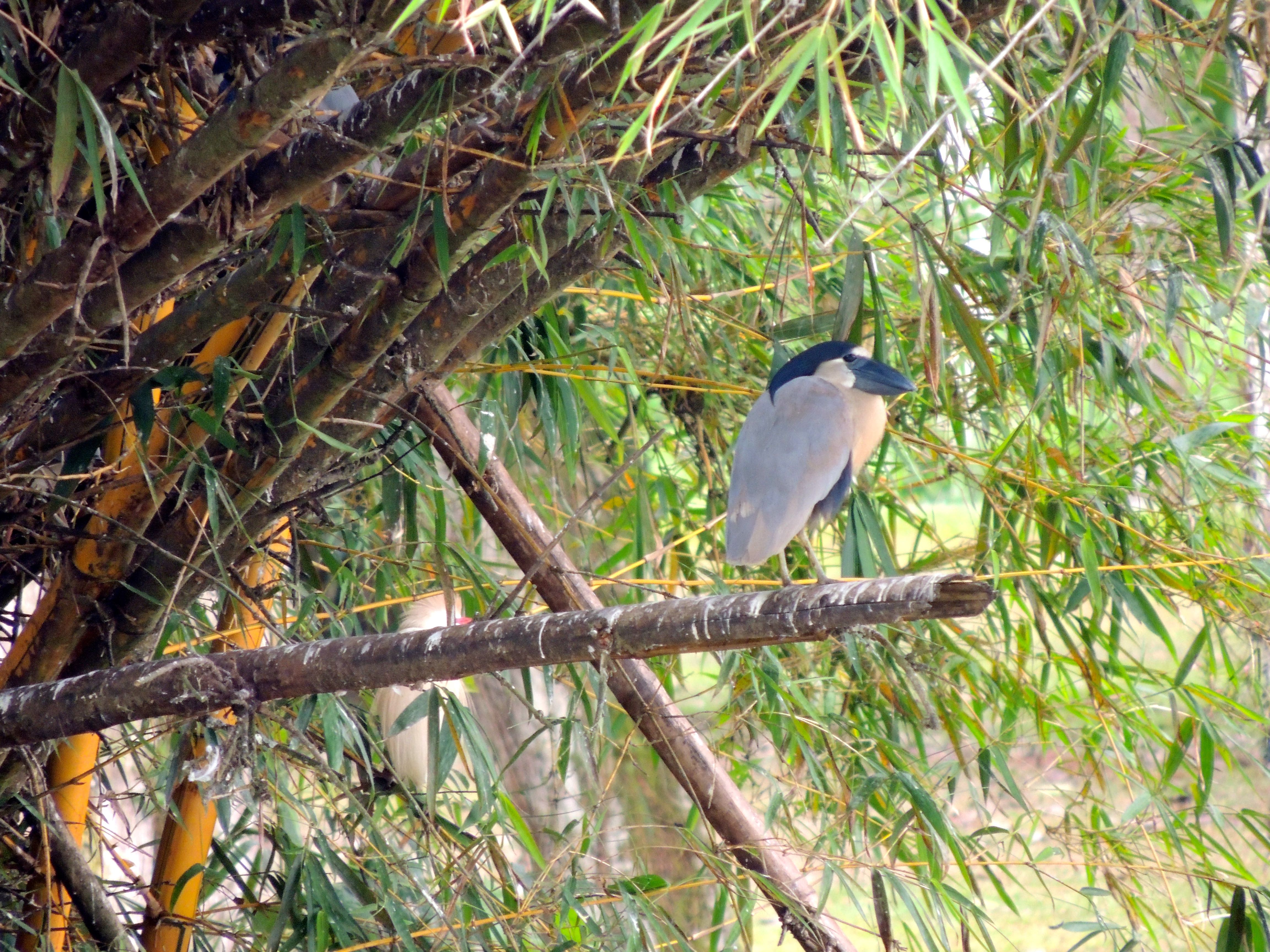 Boat-billed Heron