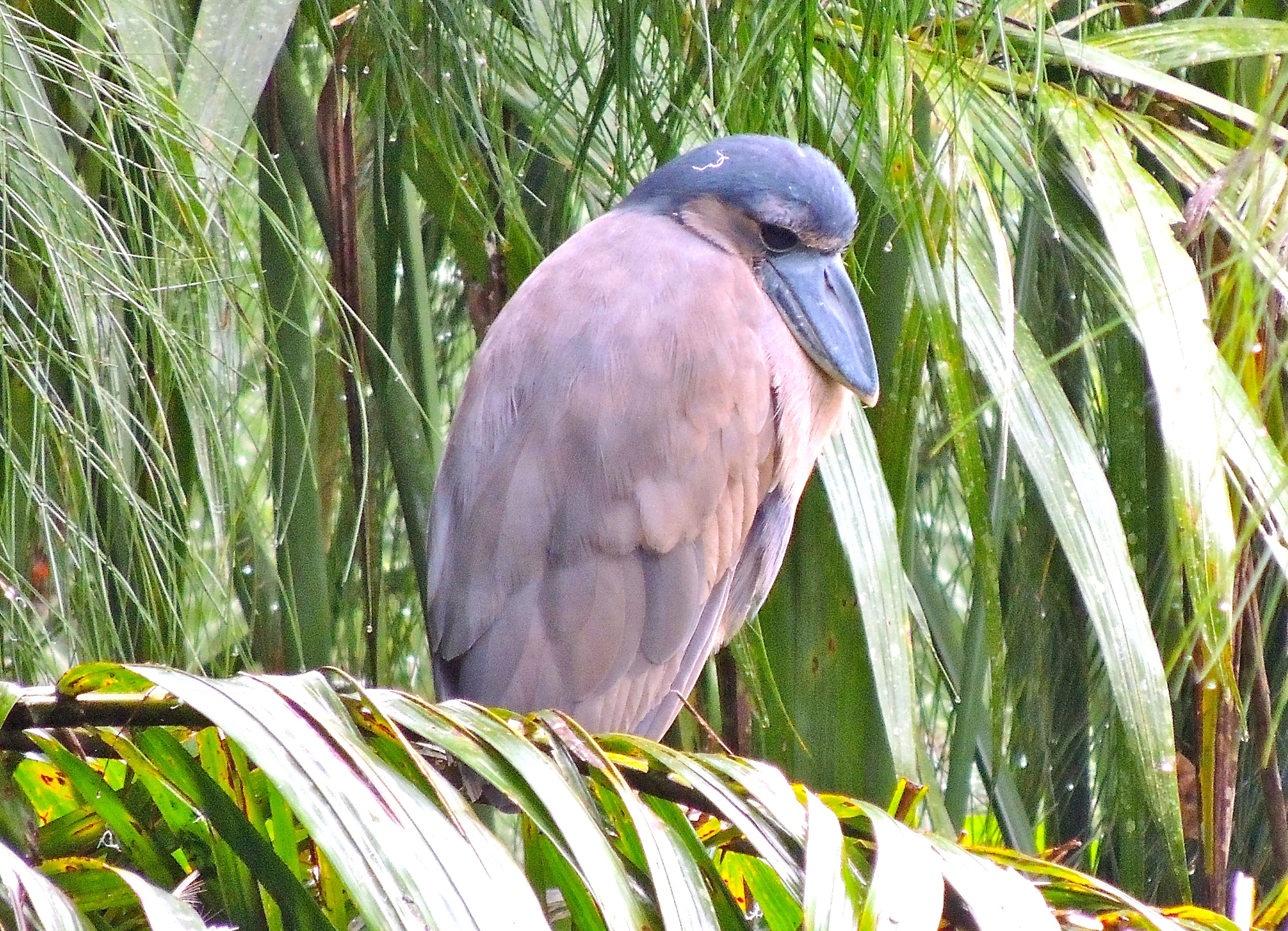 Boat-billed Heron