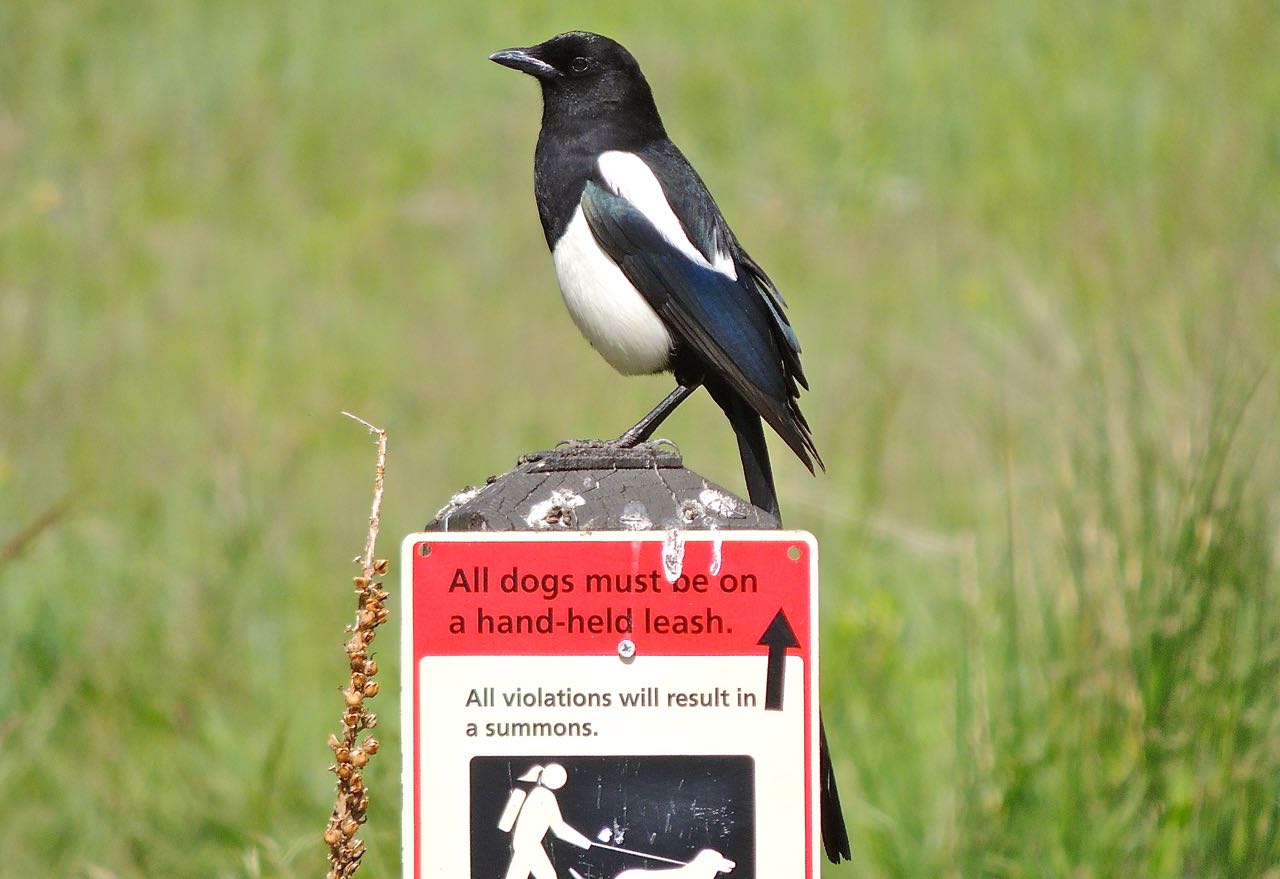 Black-billed Magpie