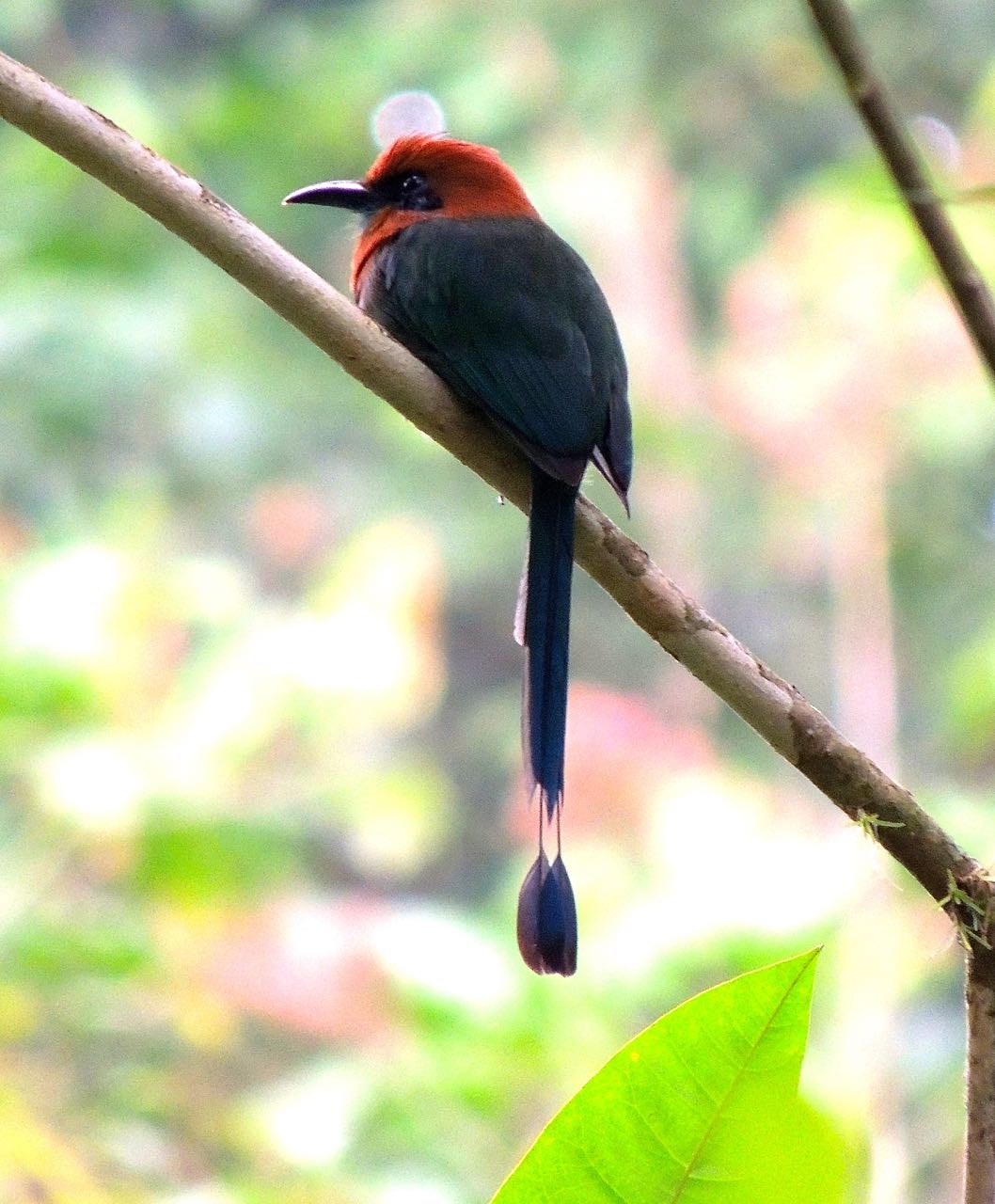 Broad-billed Motmot