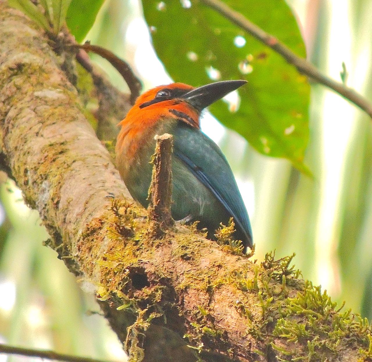 Broad-billed Motmot