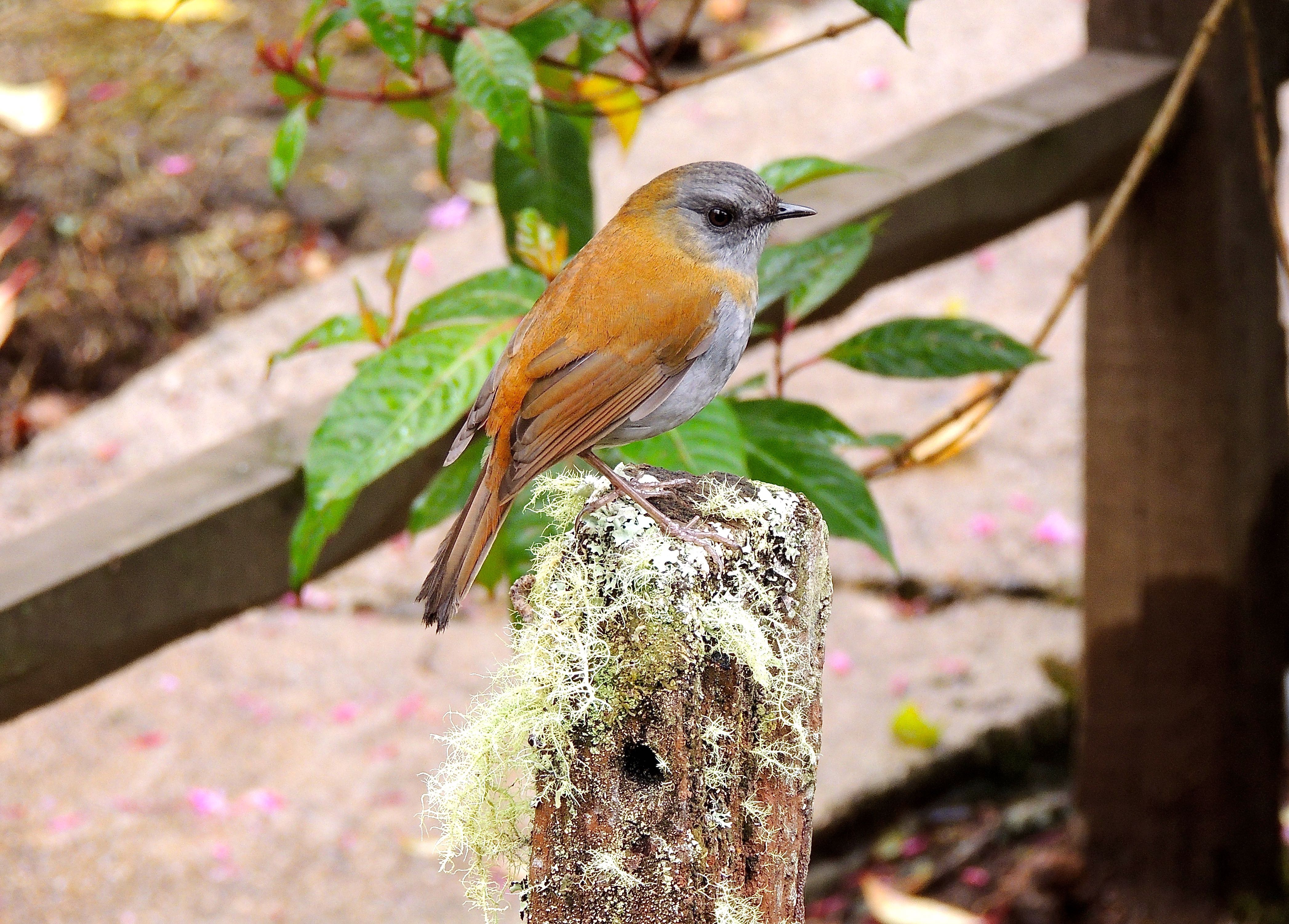 Black-billed Nightingale-Thrush