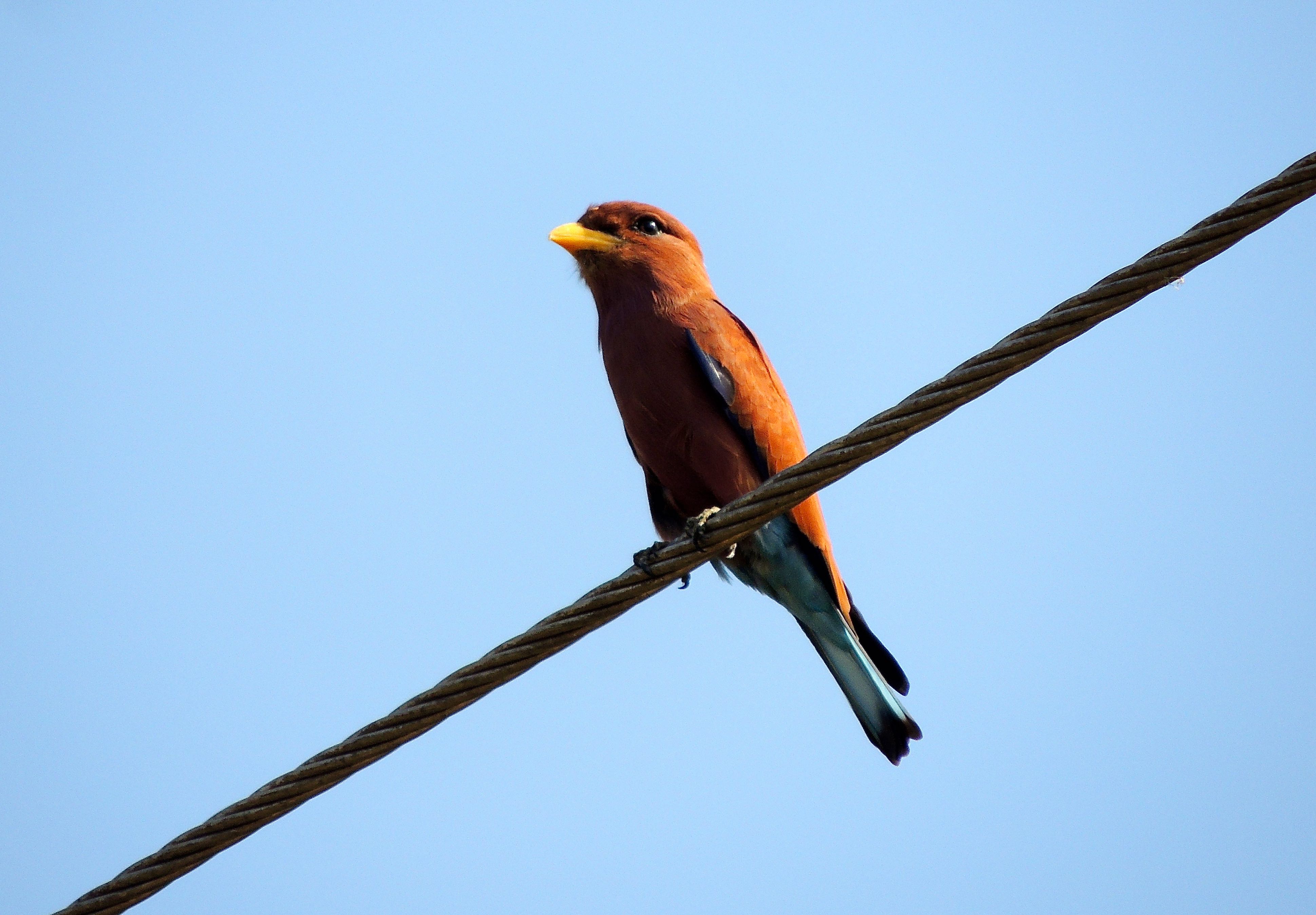 Broad-billed Roller