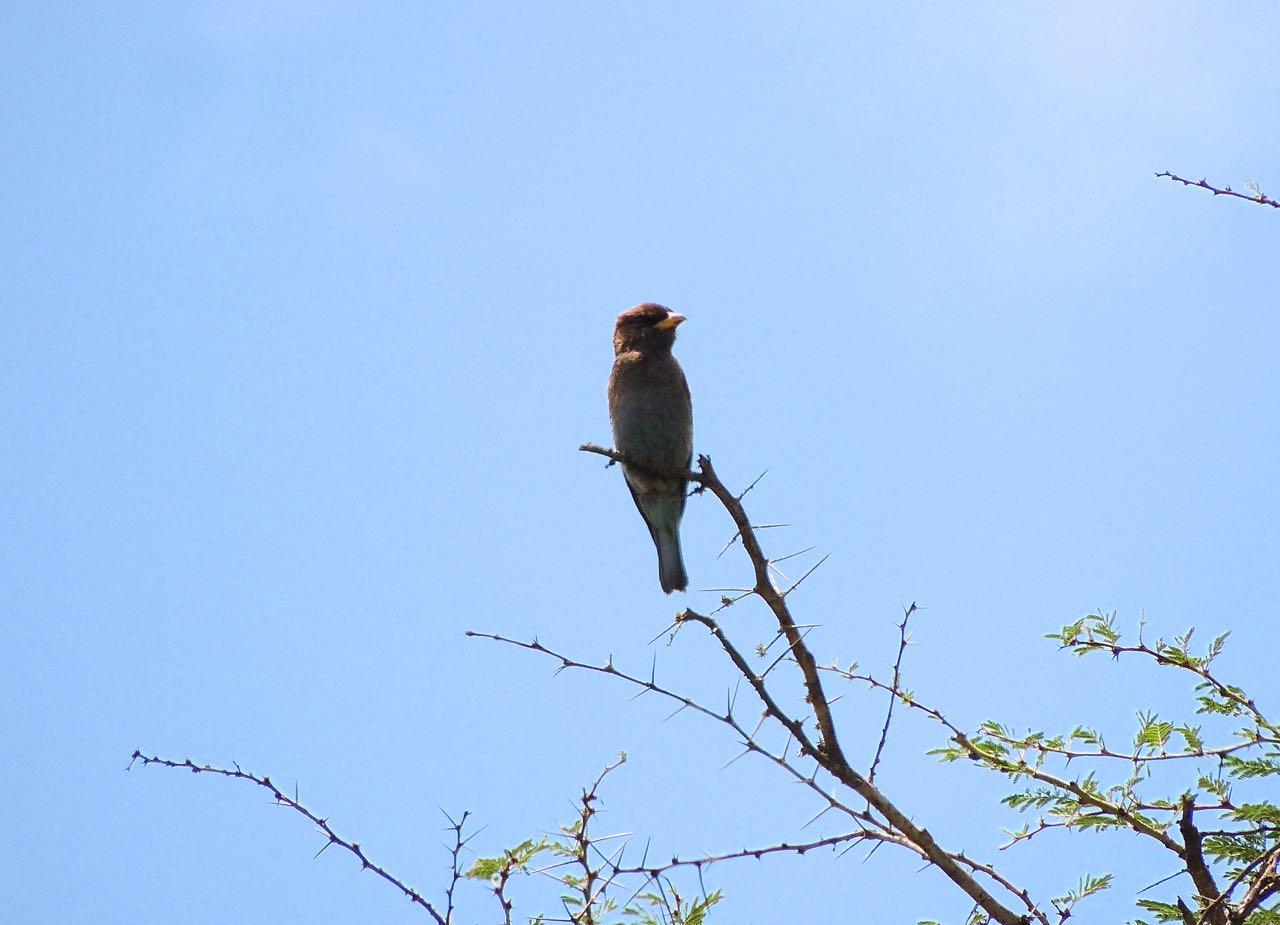 Broad-billed Roller