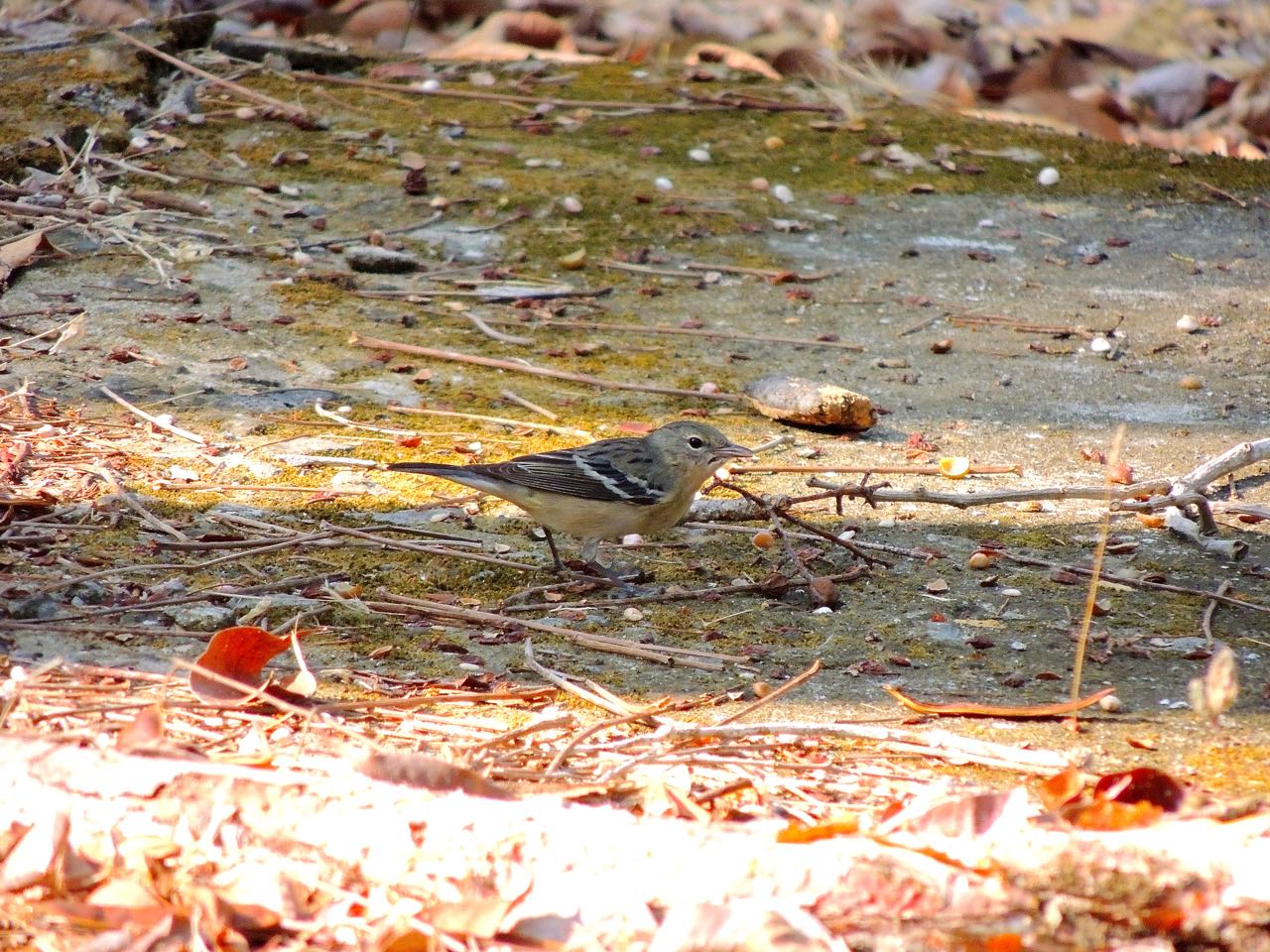 Bay-breasted Warbler