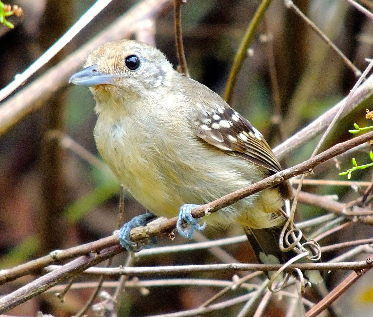 Black-crowned Antshrike