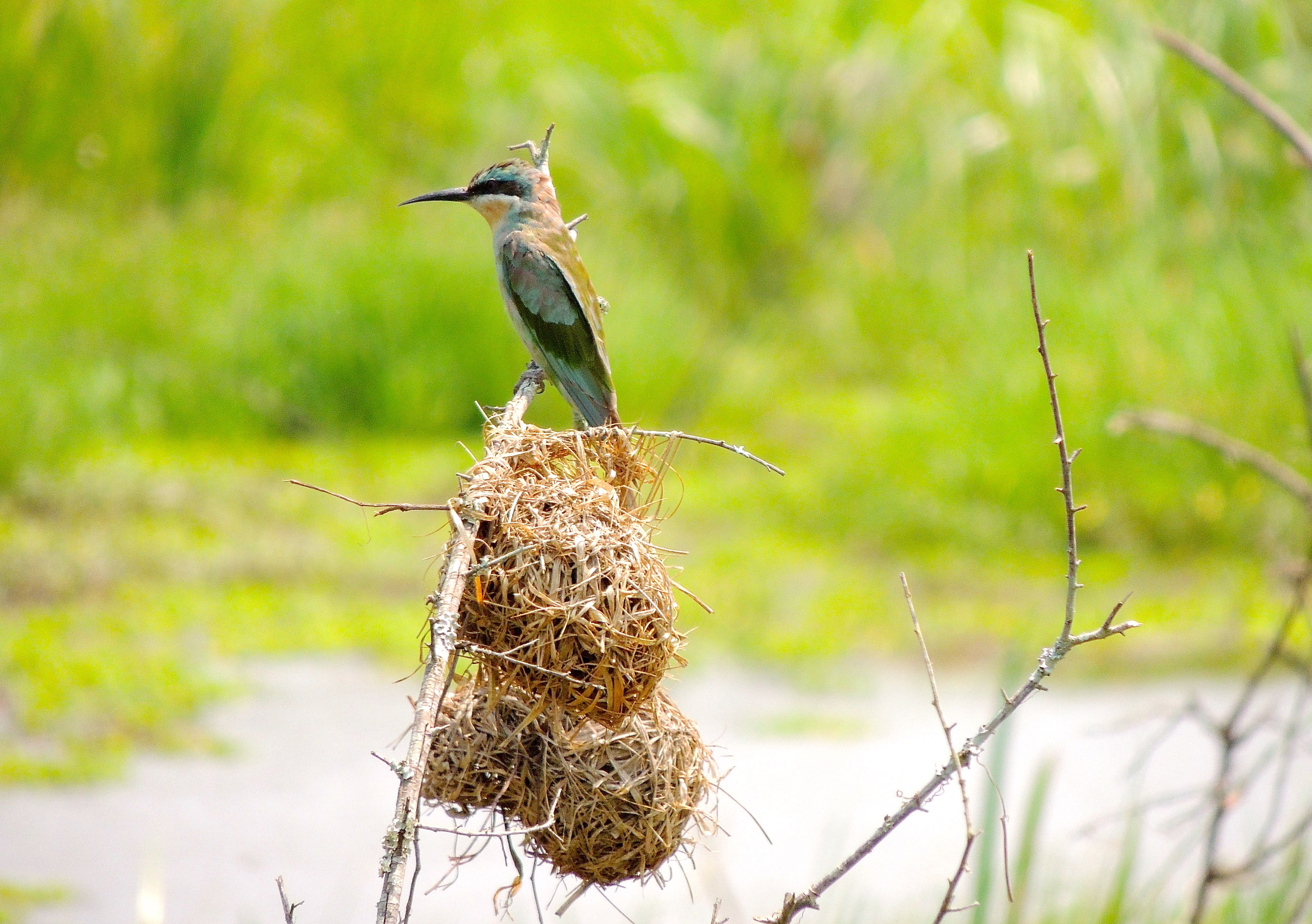 Blue-cheeked Bee-eater