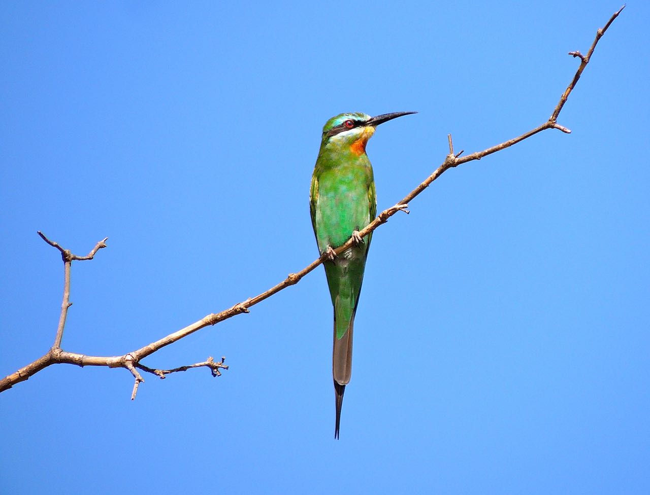 Blue-cheeked Bee-eater