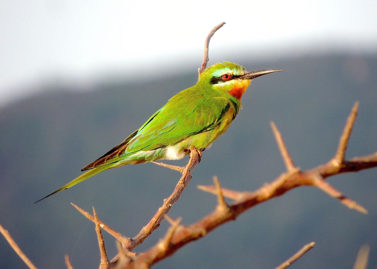 Blue-cheeked Bee-eater