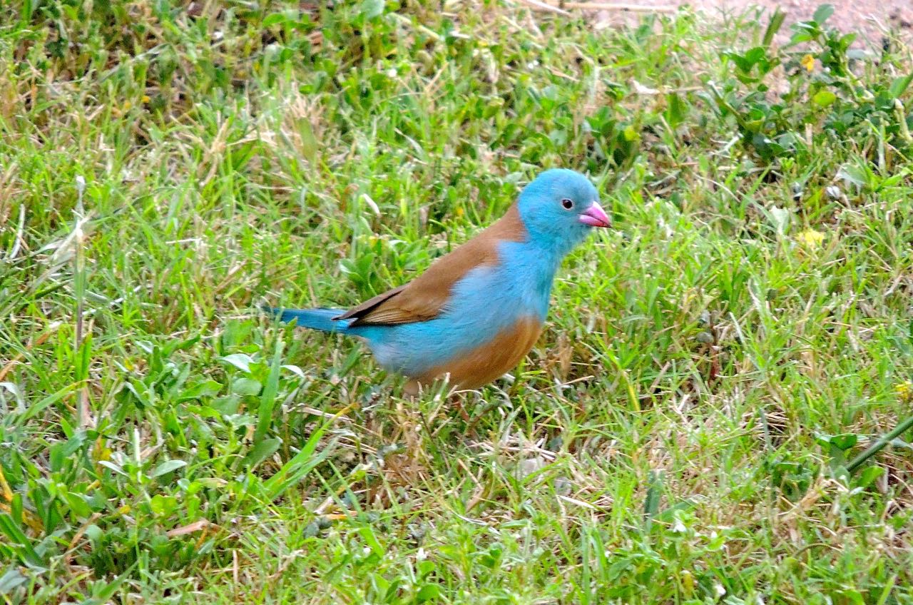 Blue-capped Cordon-bleu