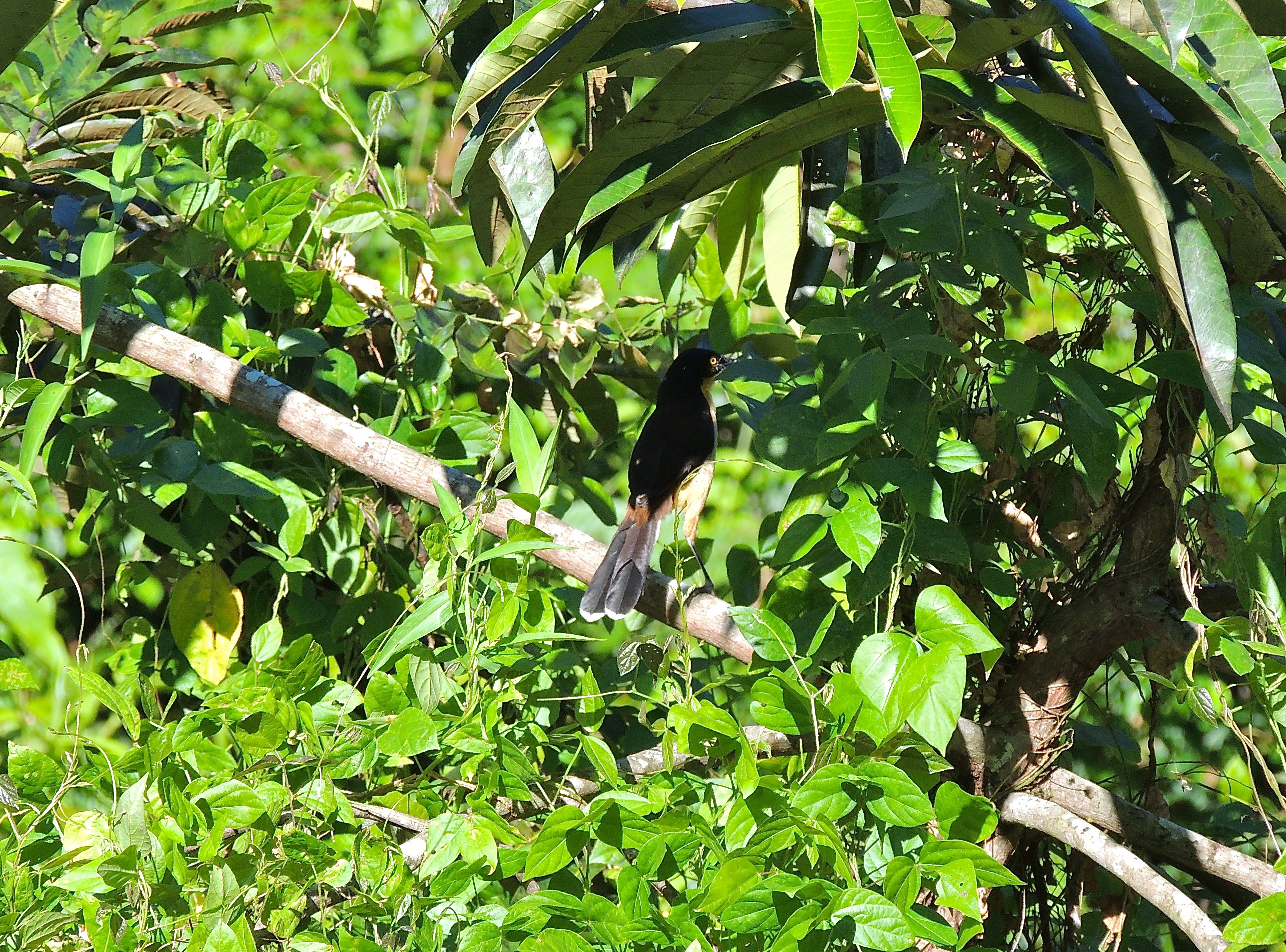 Black-capped Donacobius