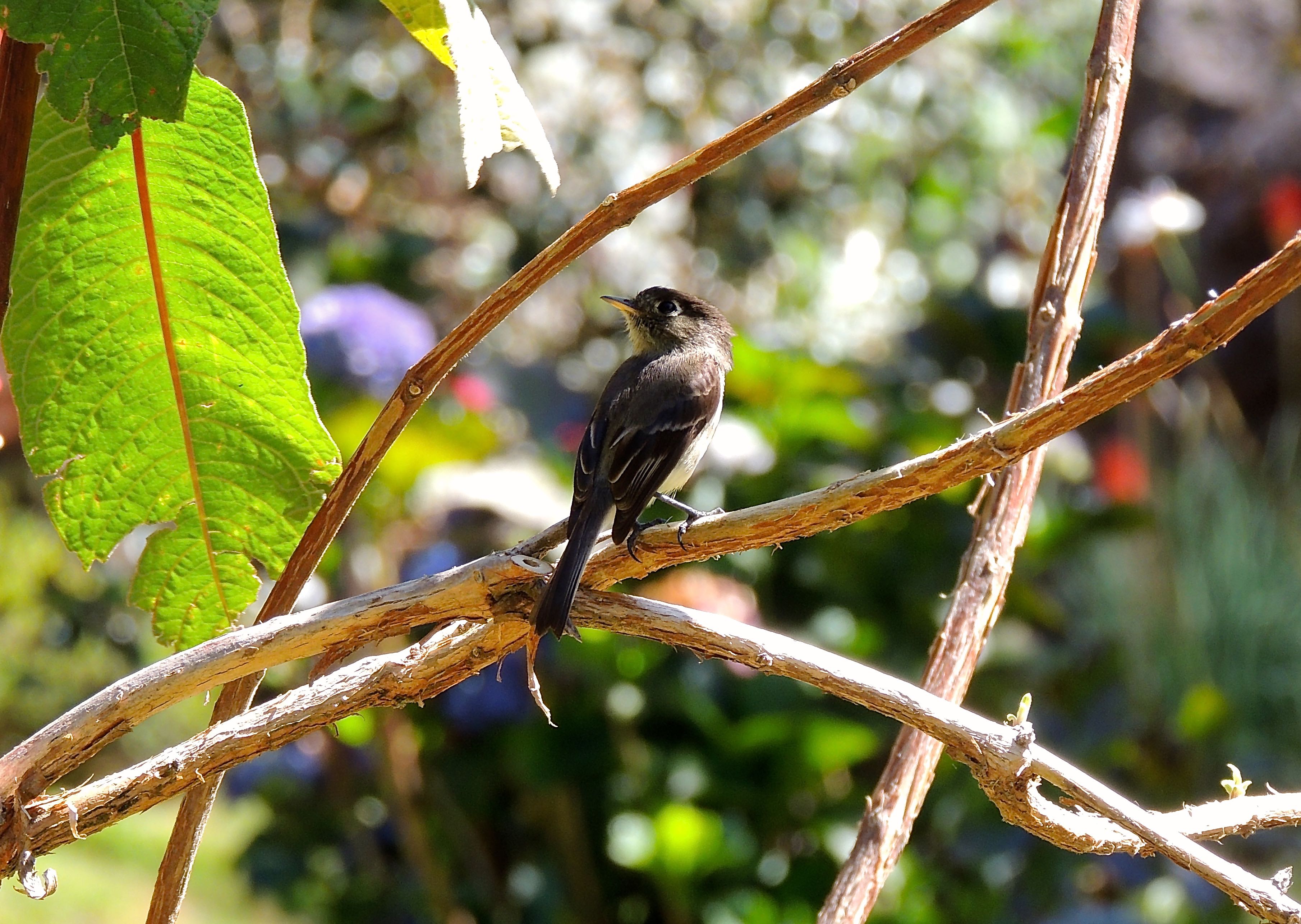 Black-capped Flycatcher