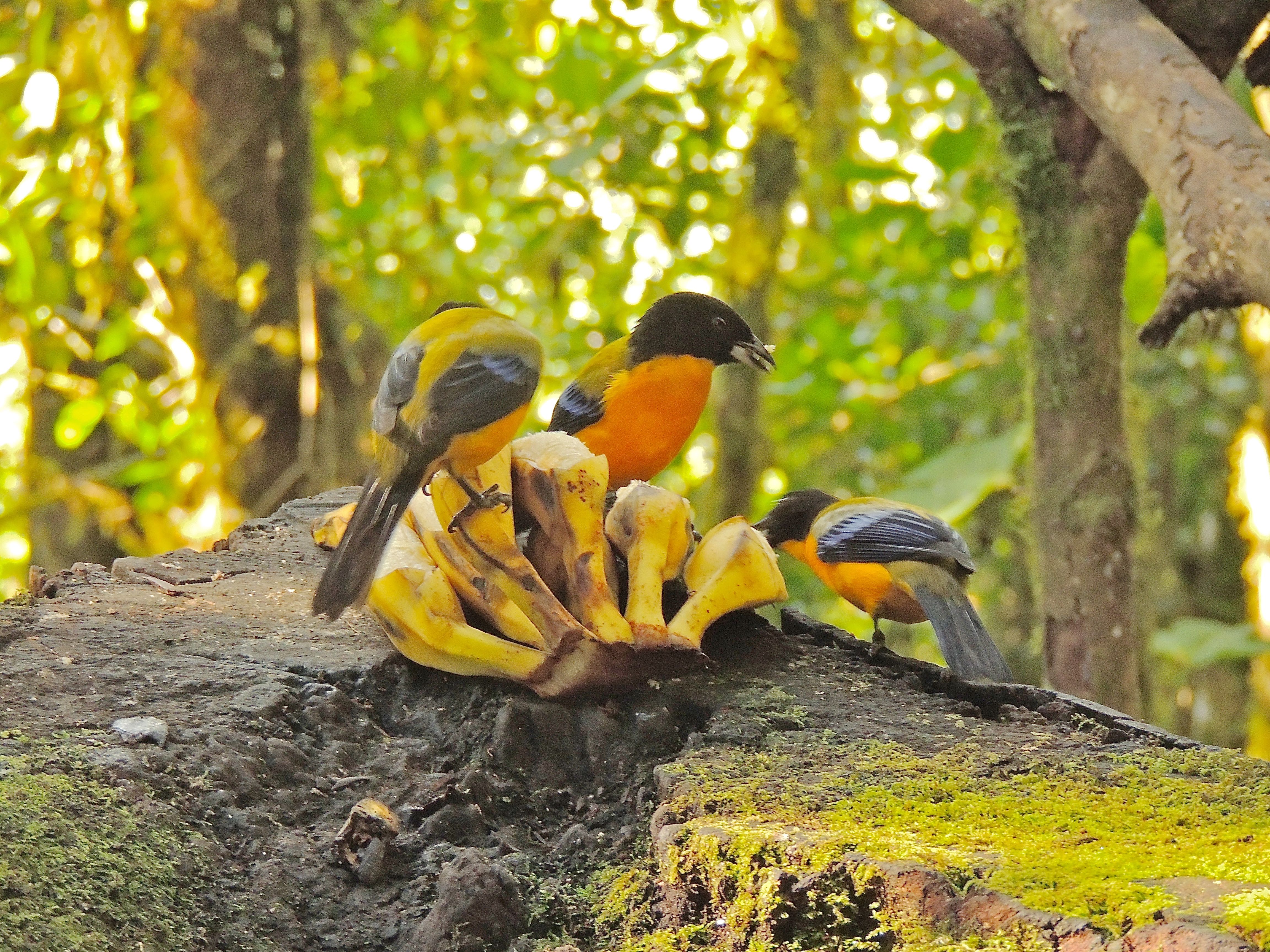 Black-chinned Mountain-Tanagers